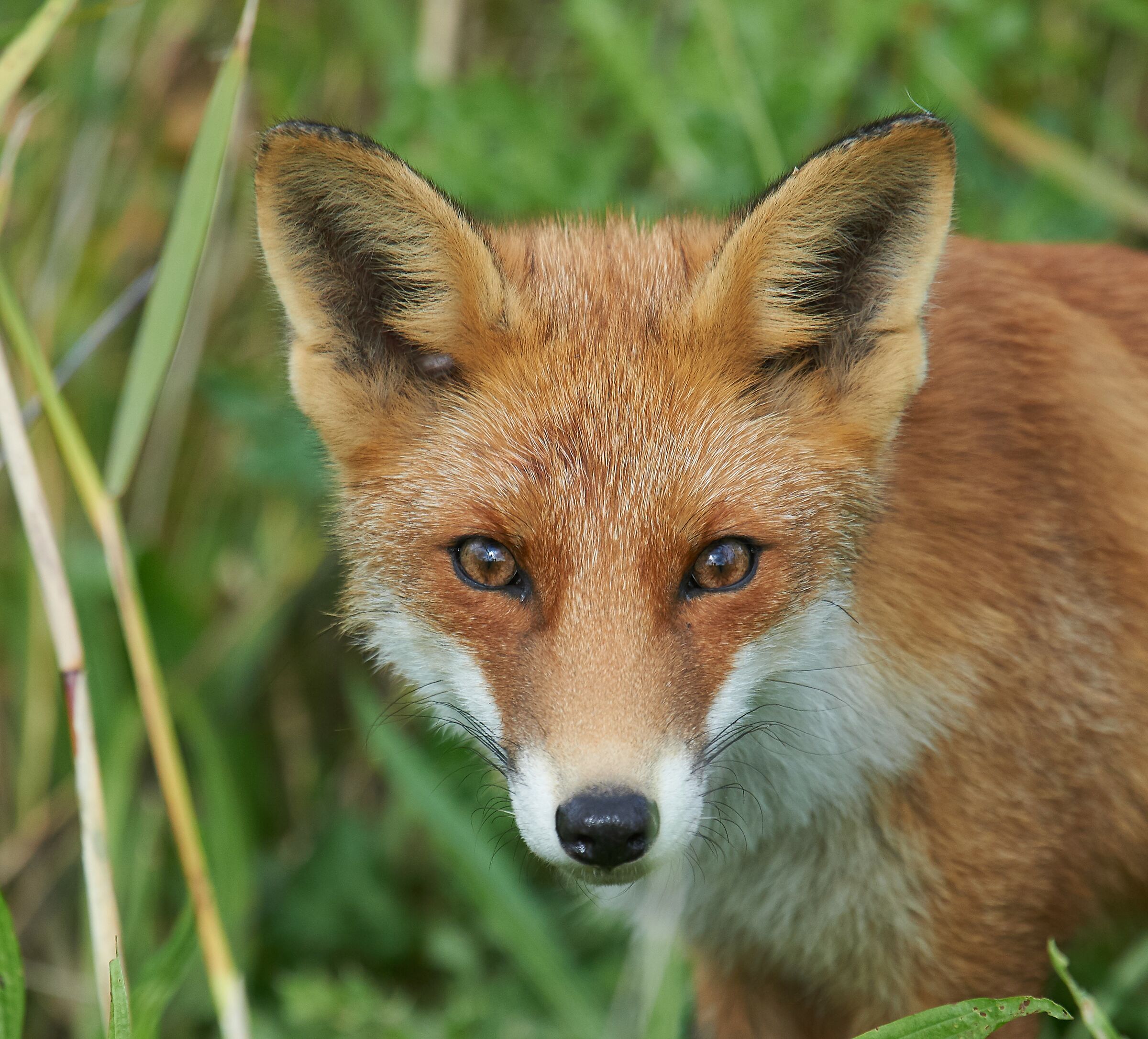 Encounter with a fox