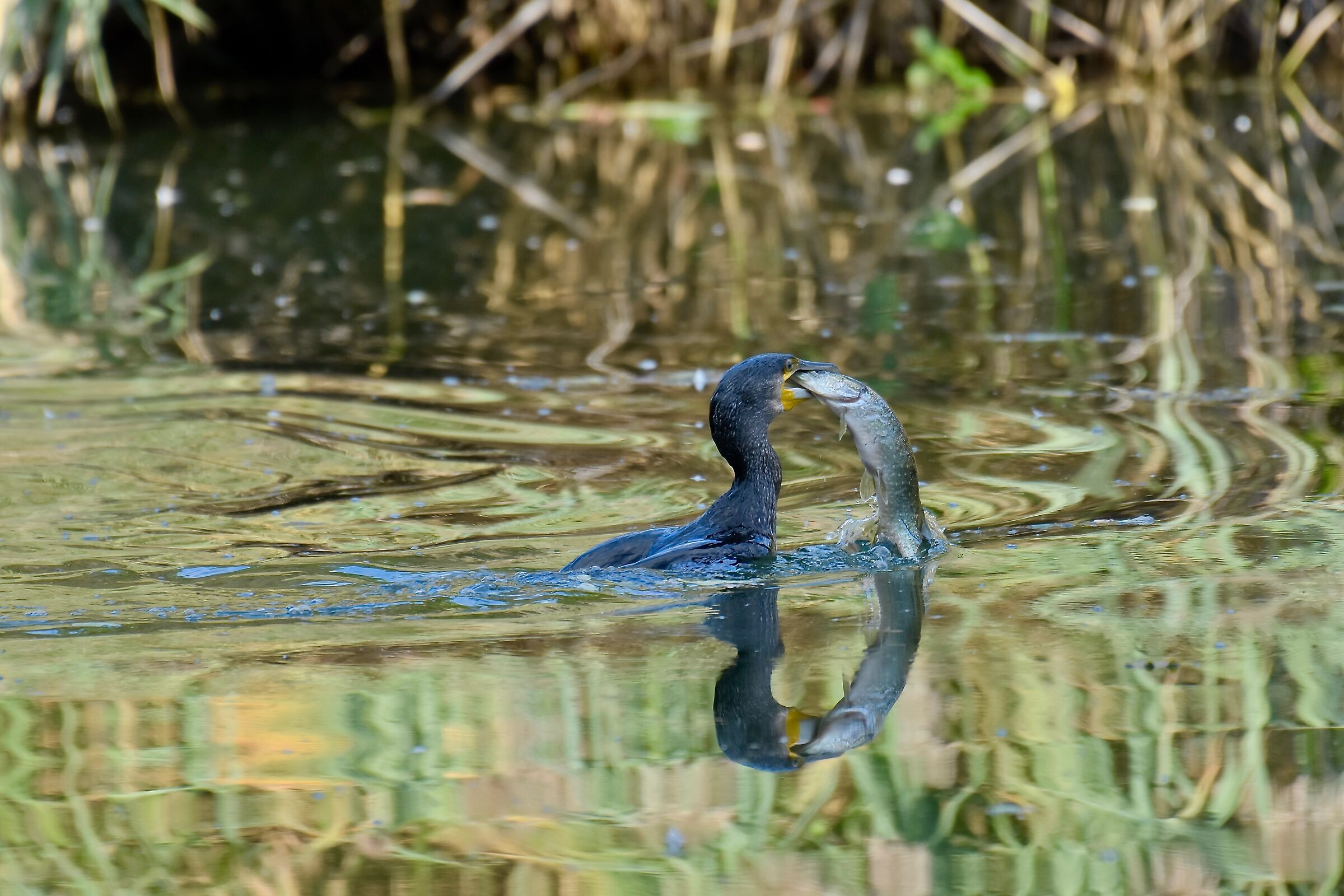 Cattura di un luccio