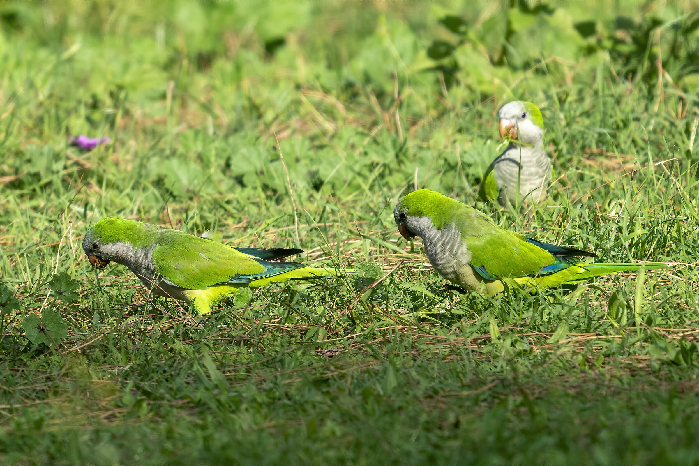 Parrocchietti al parco Talenti, invasione!