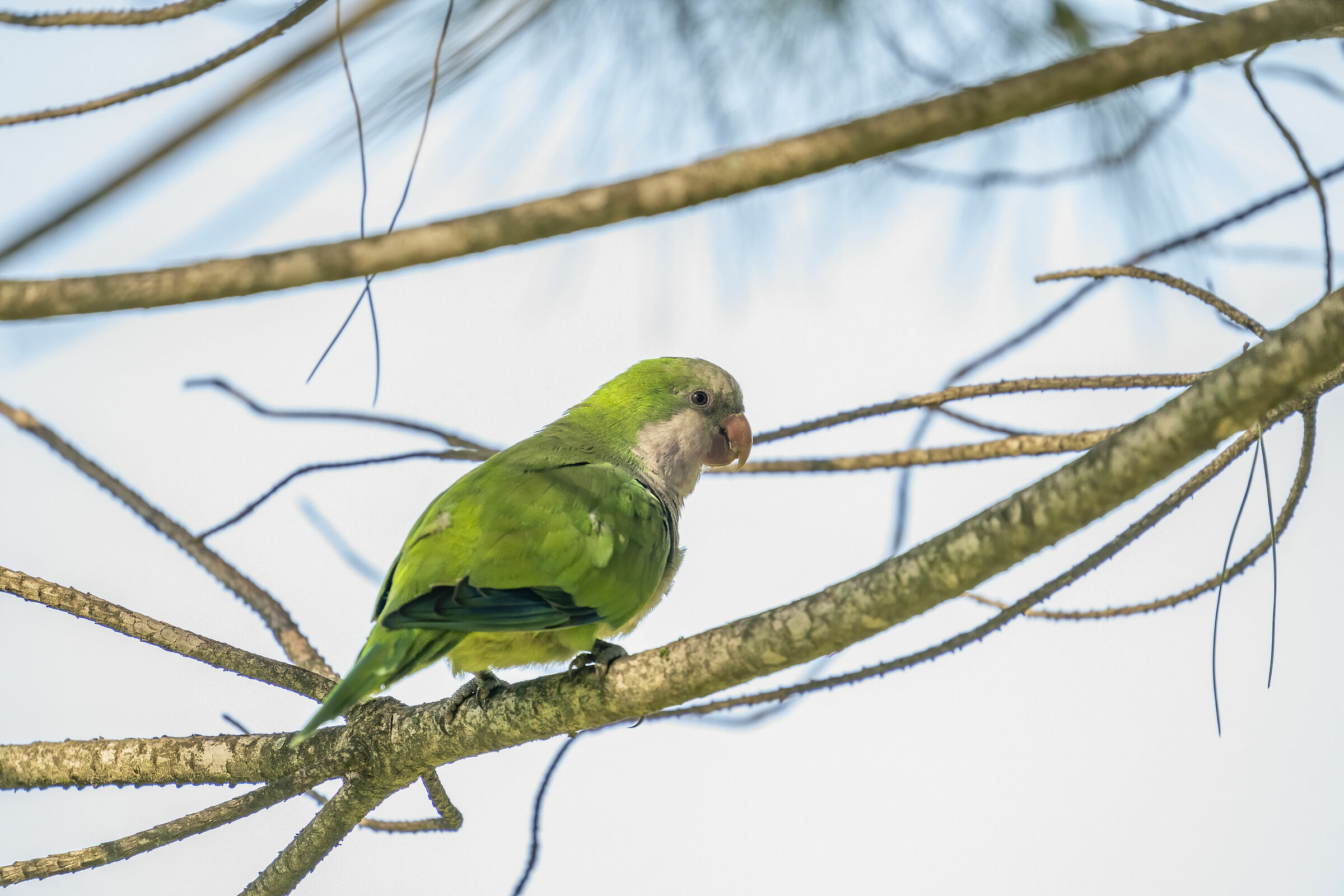 Parrocchietto dal Collare - sovra 3 stop e recupero