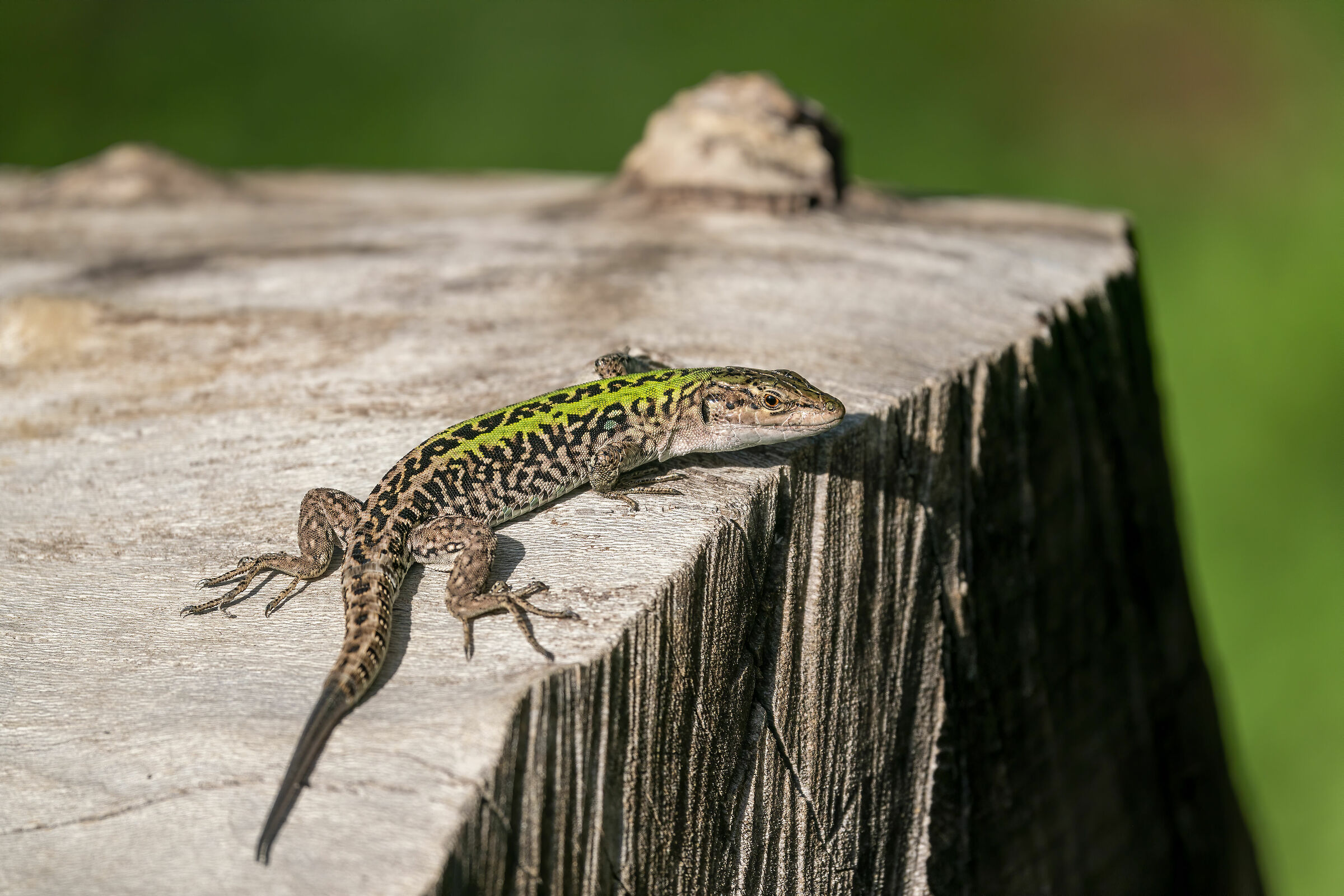 Lucertula, prova 200-600+1,4x