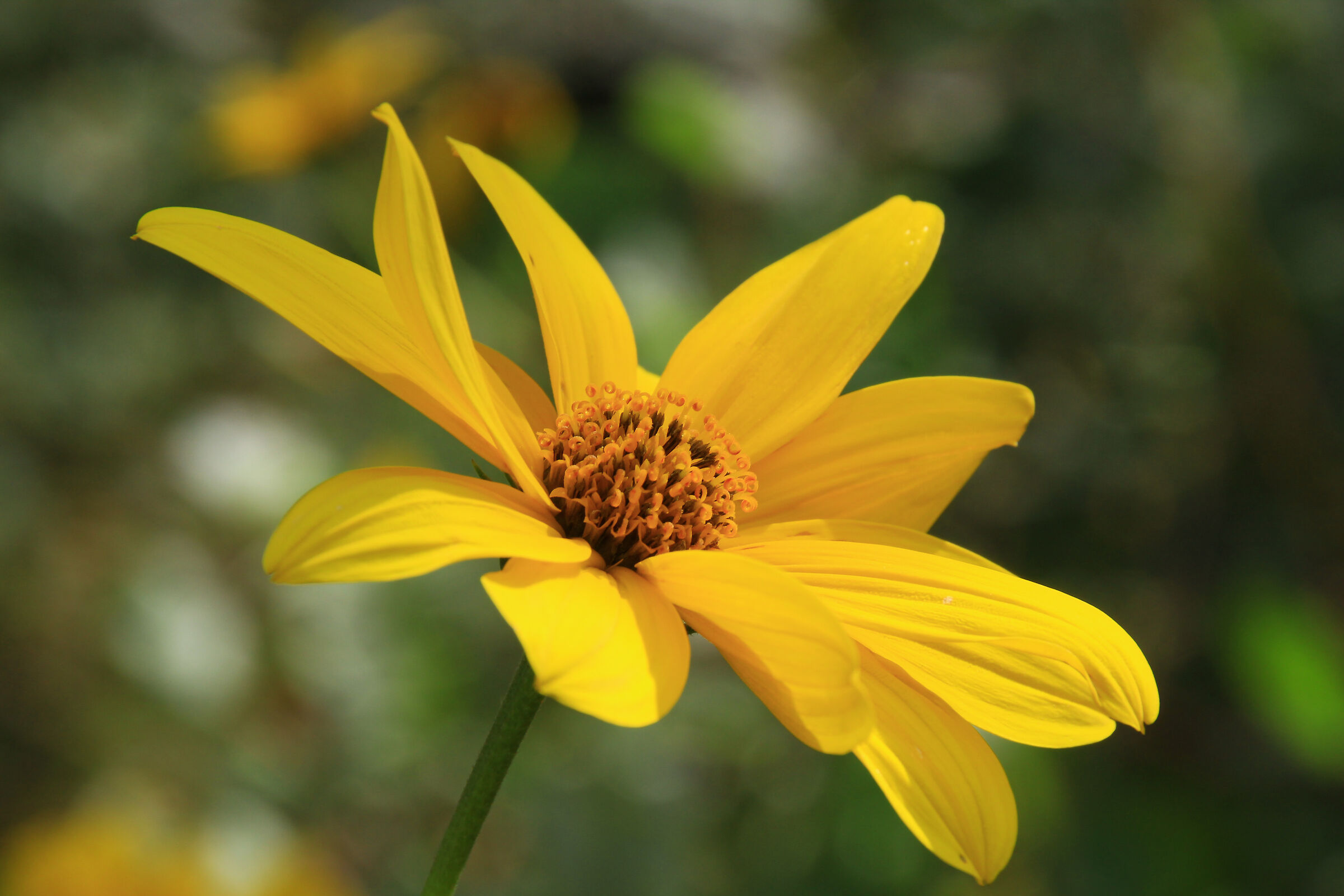 abbondanti fioriture