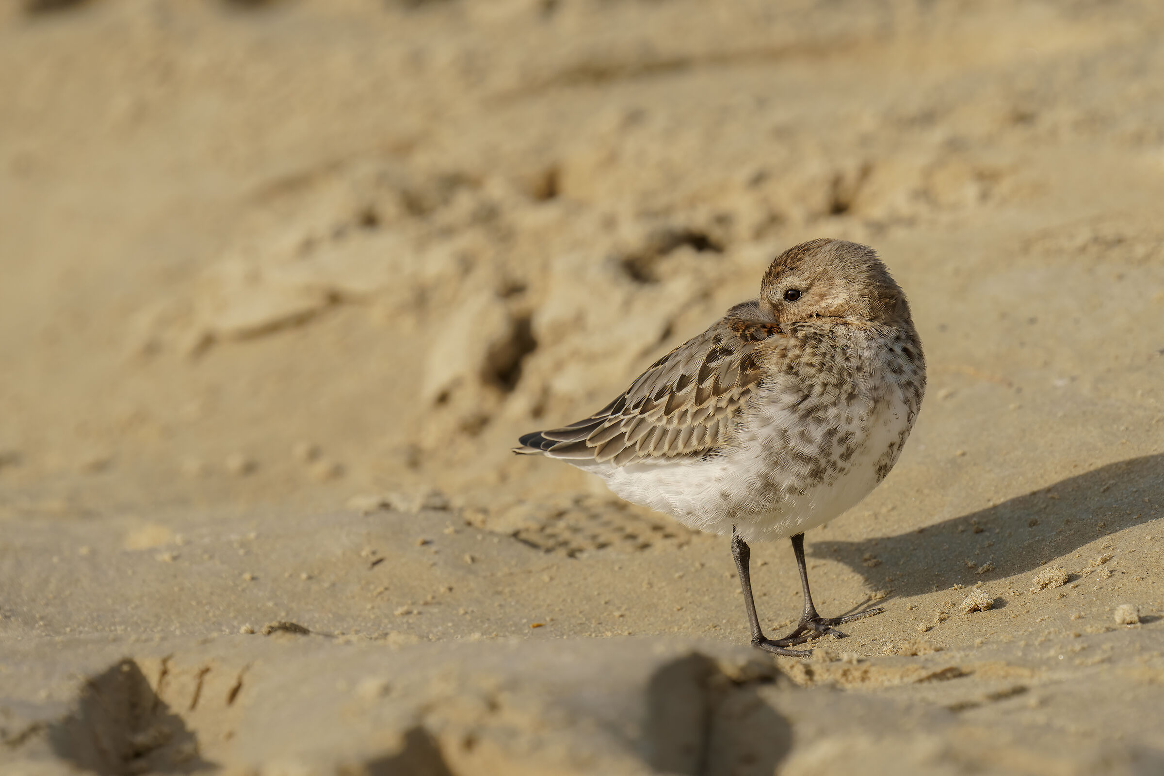 Piovanello pancianera (Calidris alpina)