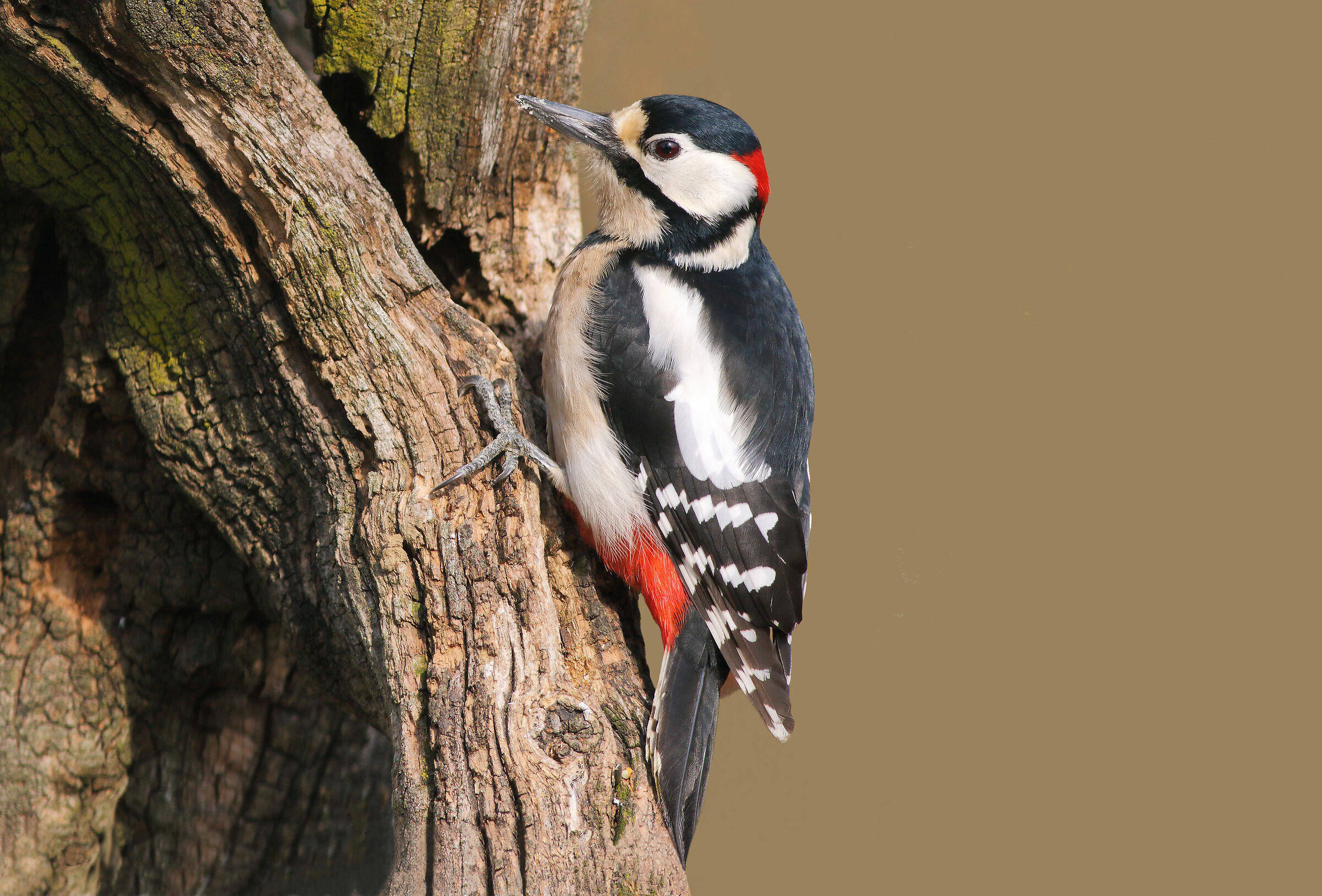 Picchio rosso maggiore m.