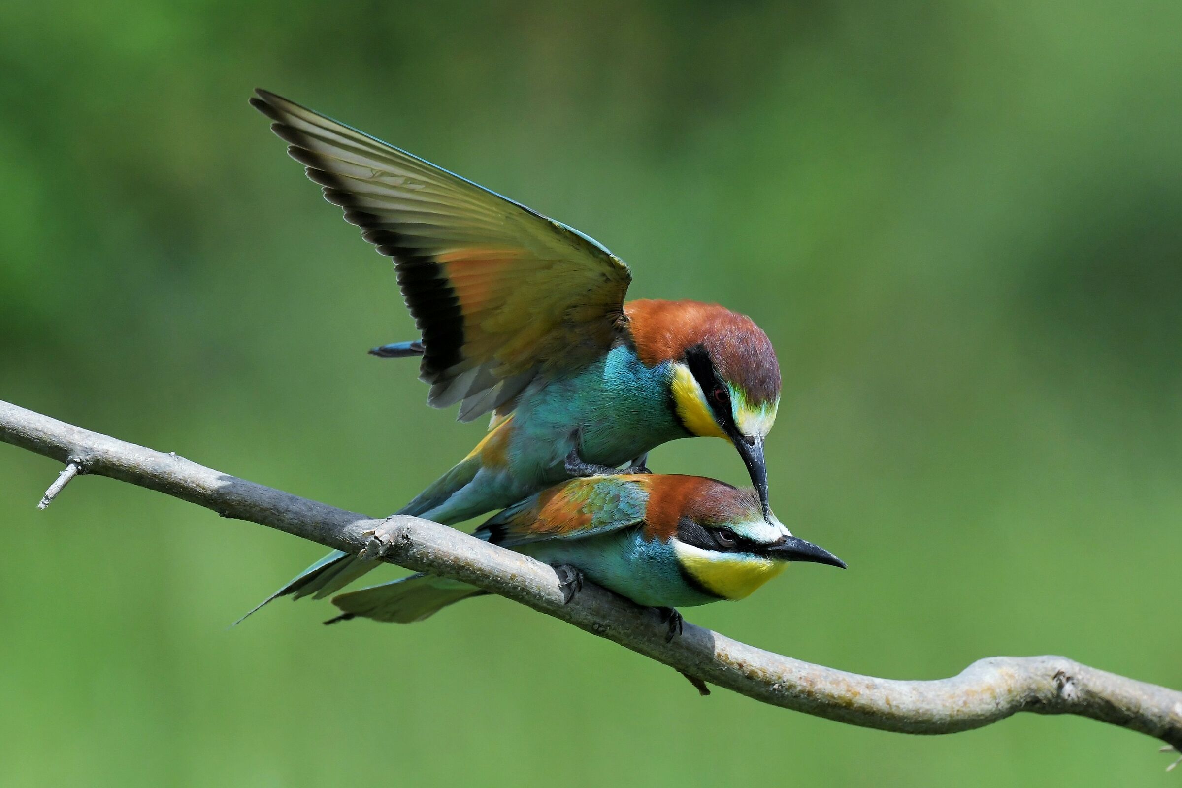 accopiamento dei grucioni