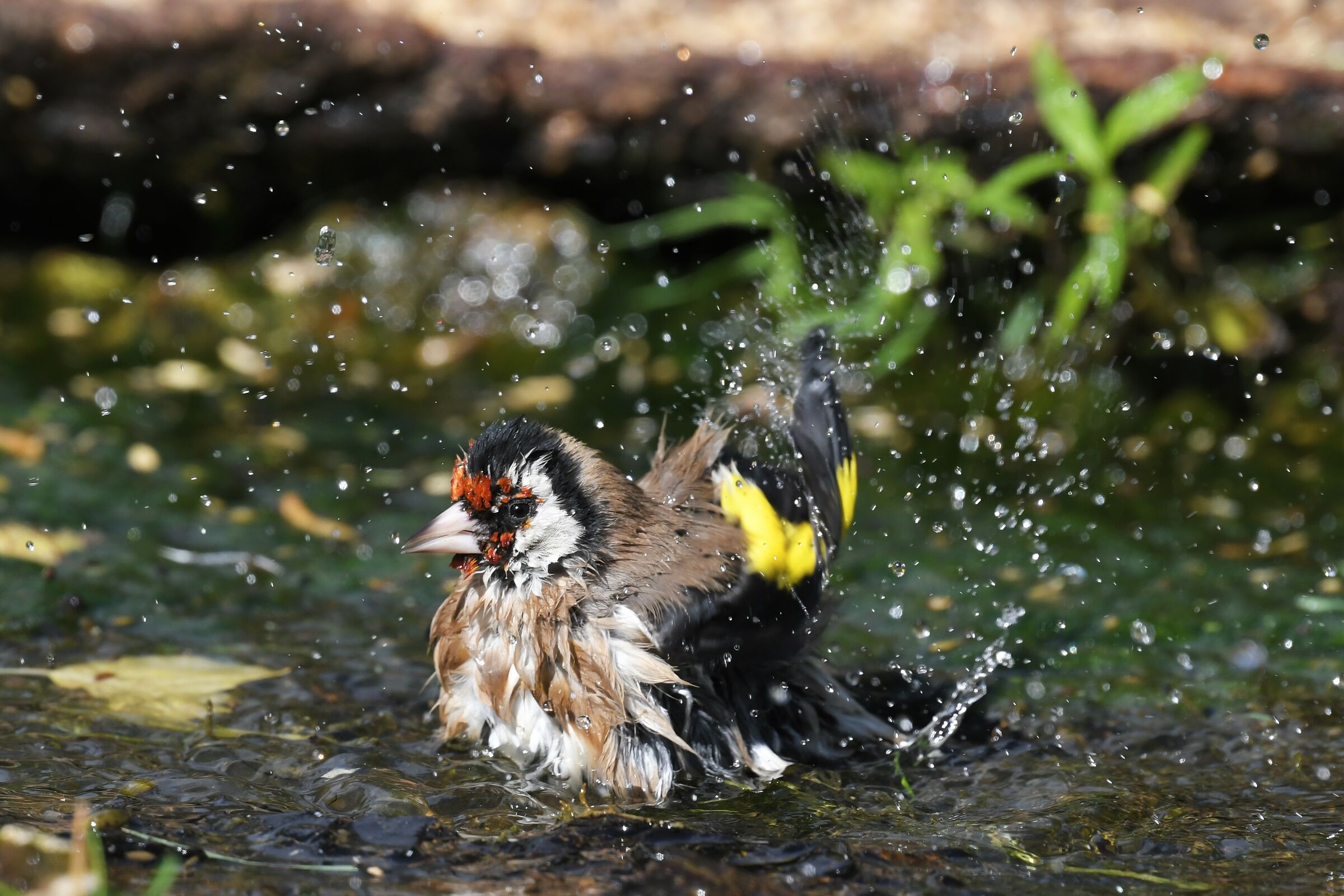 il bagnetto del cardellino