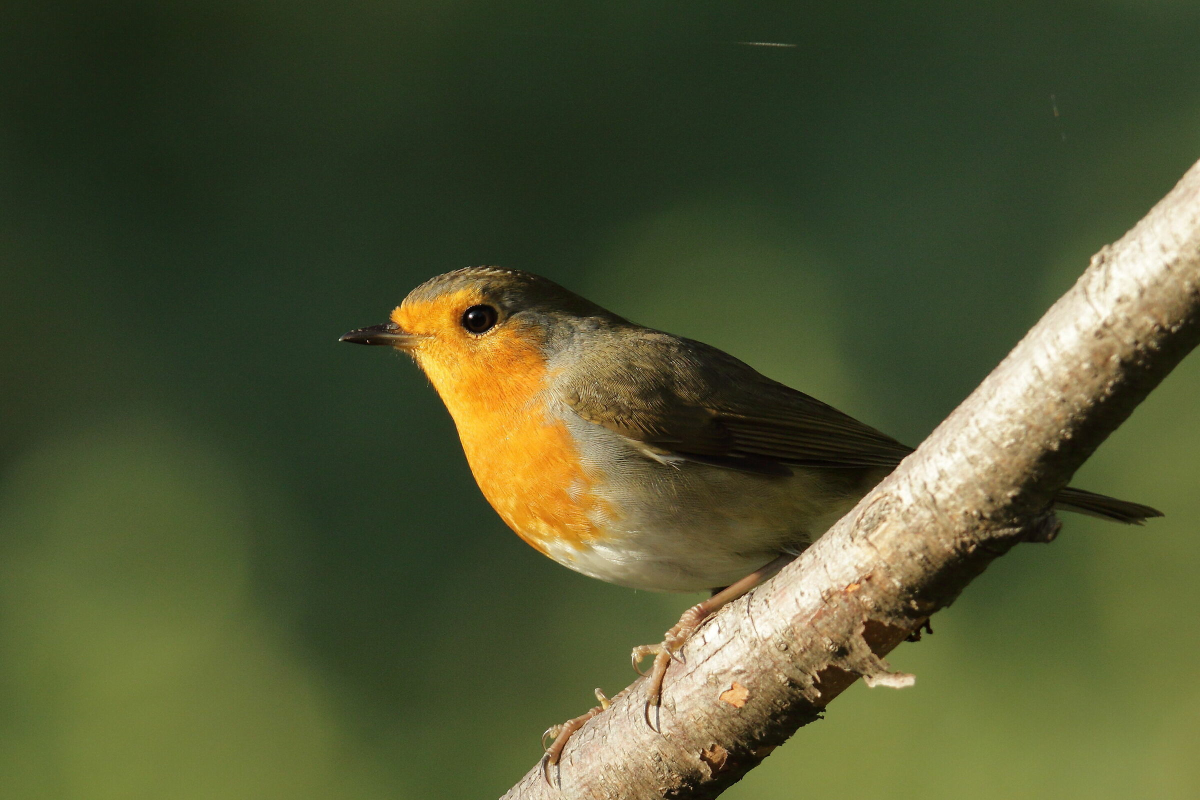 Robin
