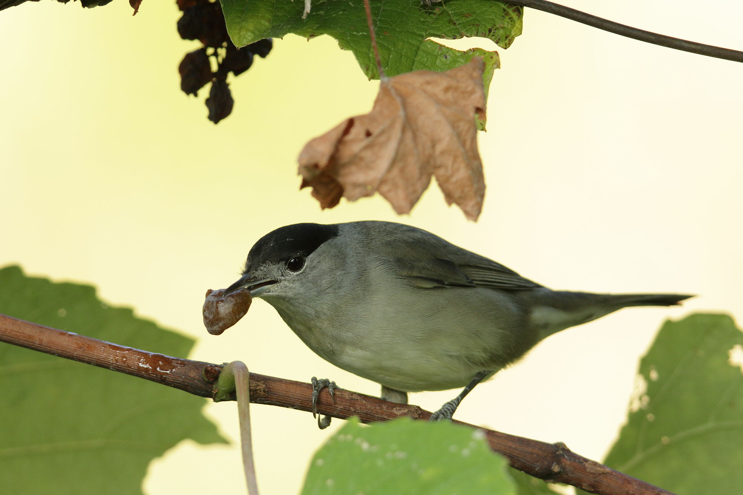 Blackcap