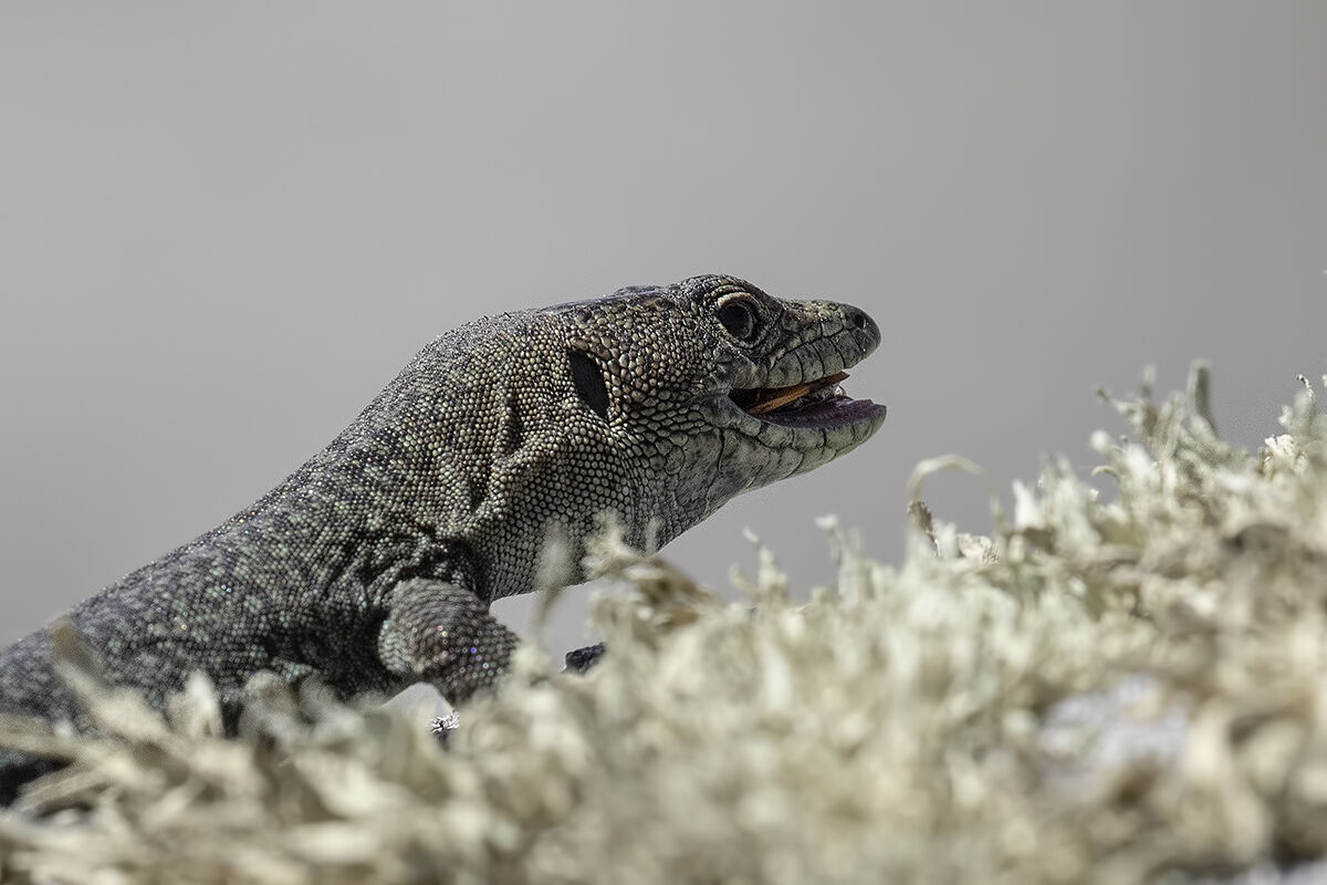 Archeolacerta bedriagae