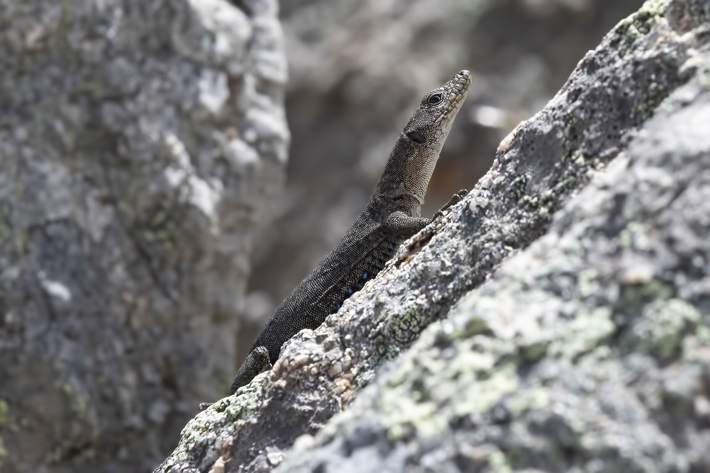 Archeolacerta bedriagae