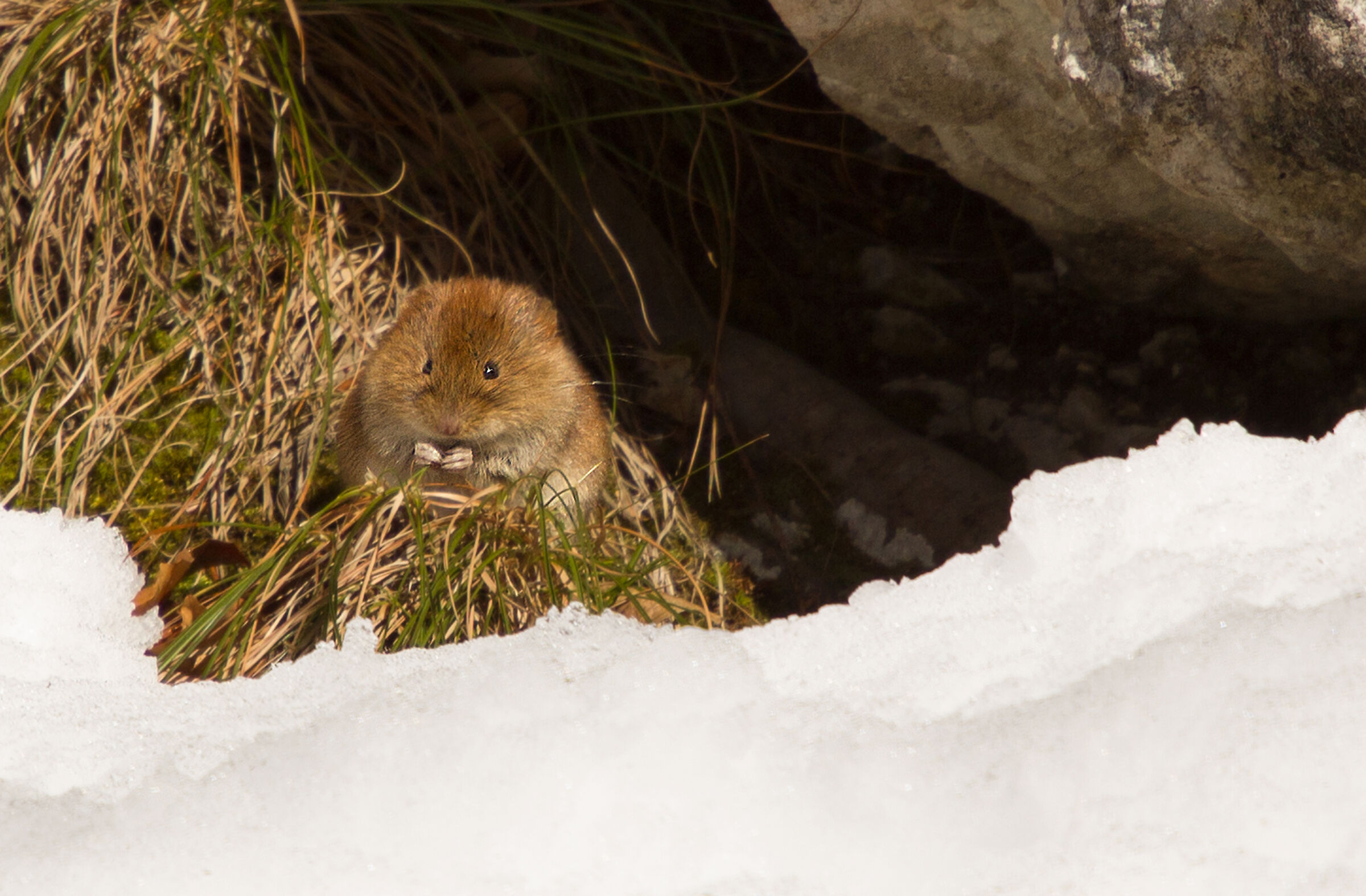Topolino di campagna