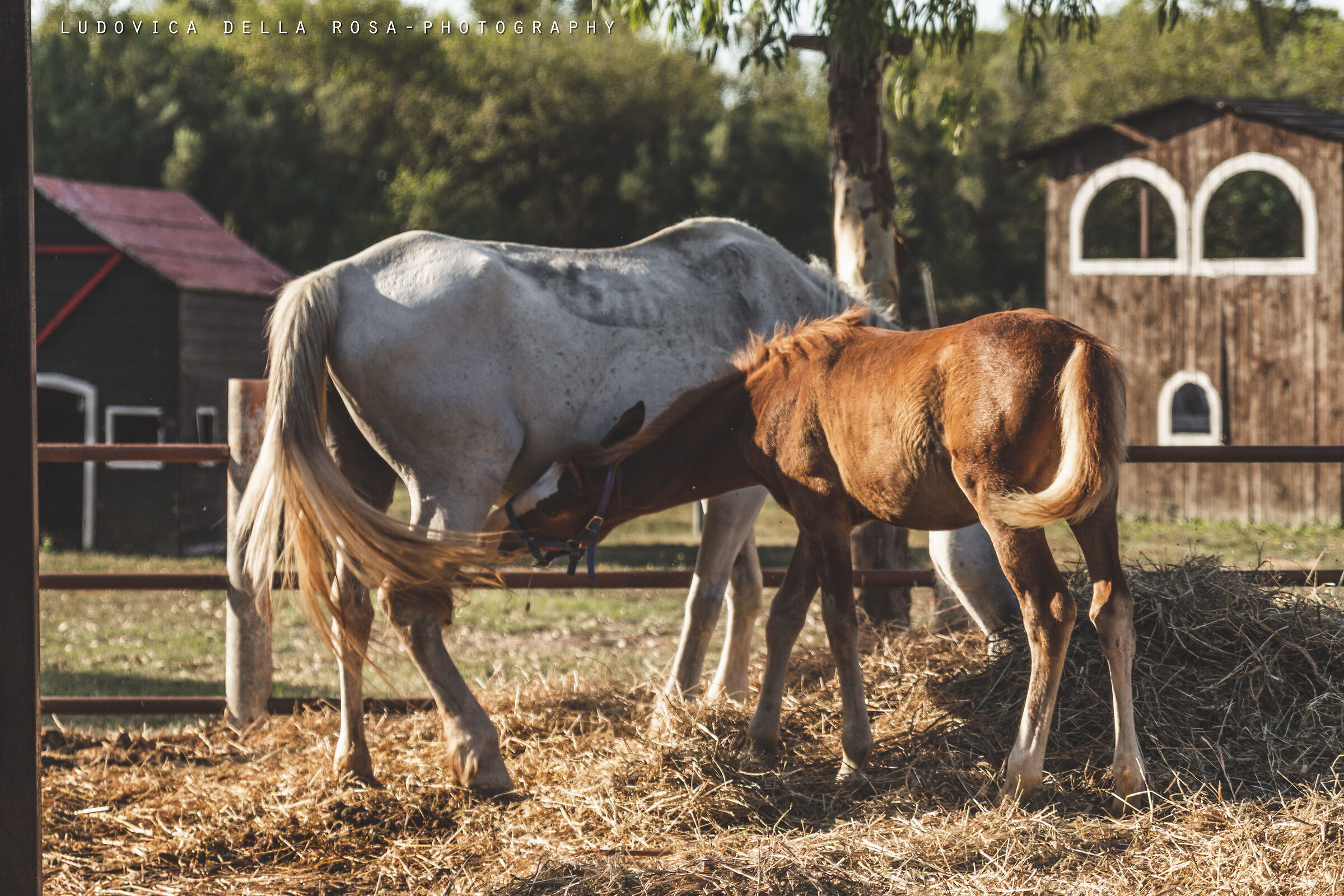 The Foal and its mom