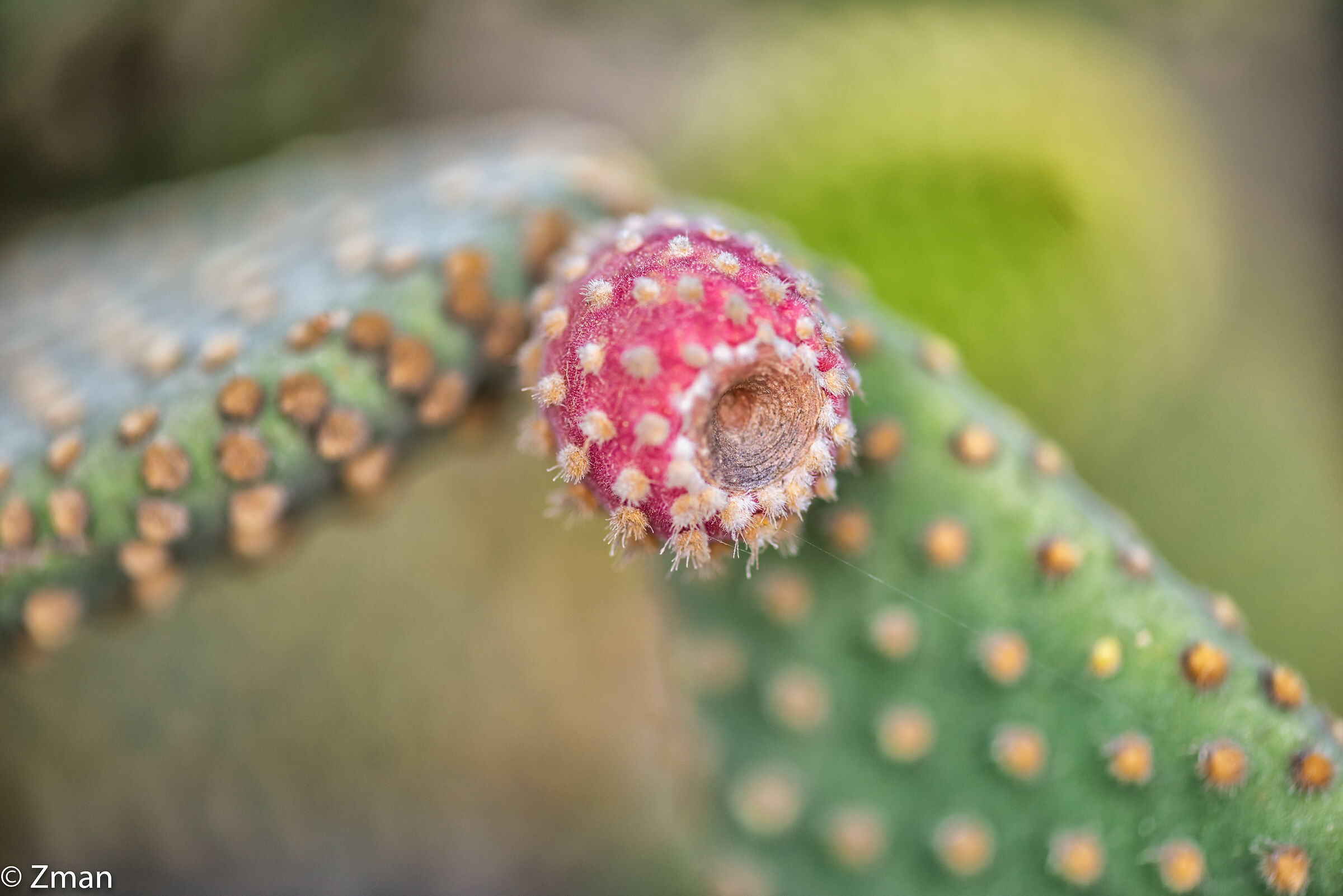 Cactus