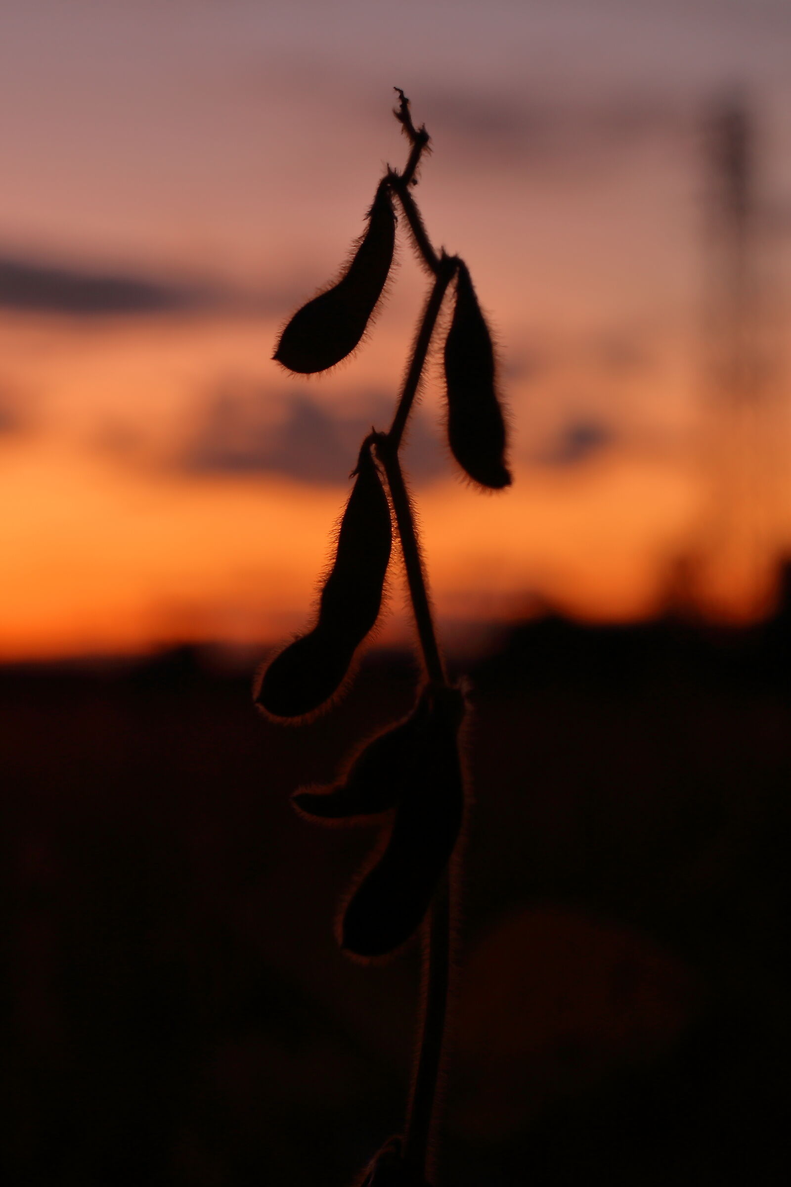 Autumn dry plant