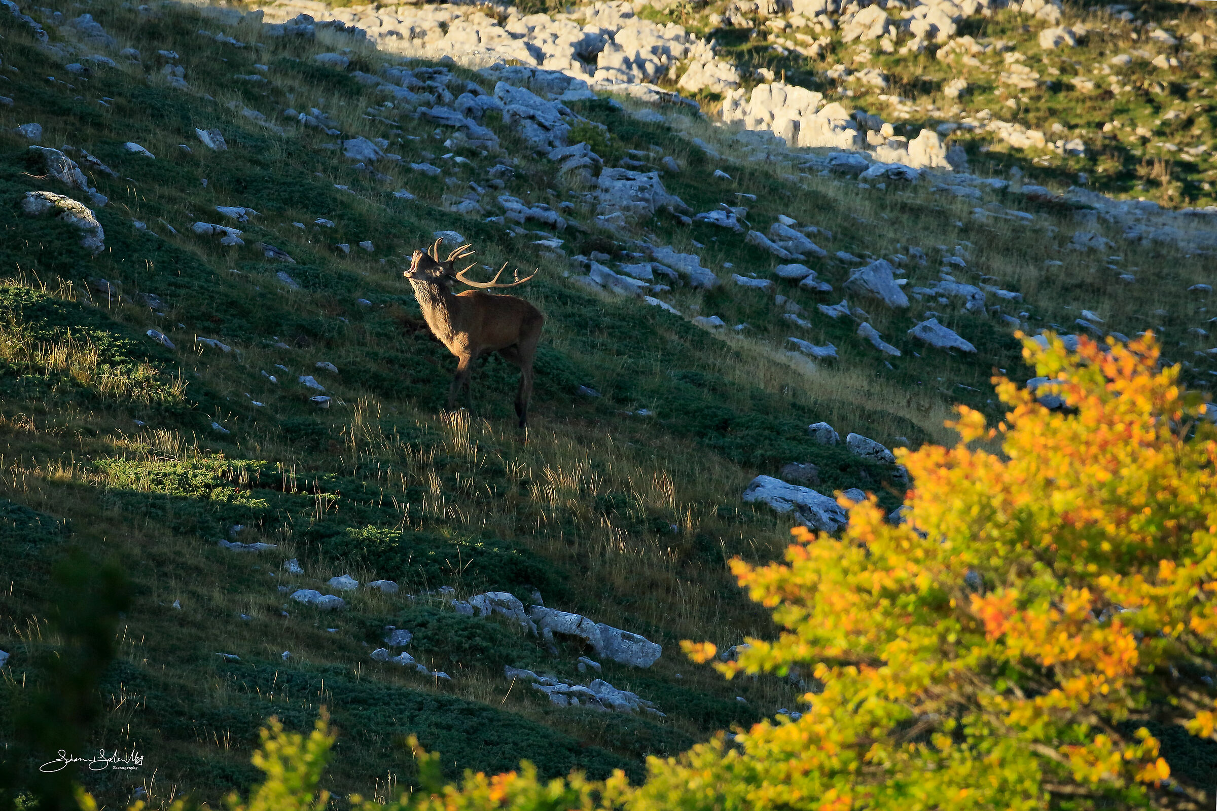 I Colori del Bramito (Cervus elaphus, Linnaeus, 1758)