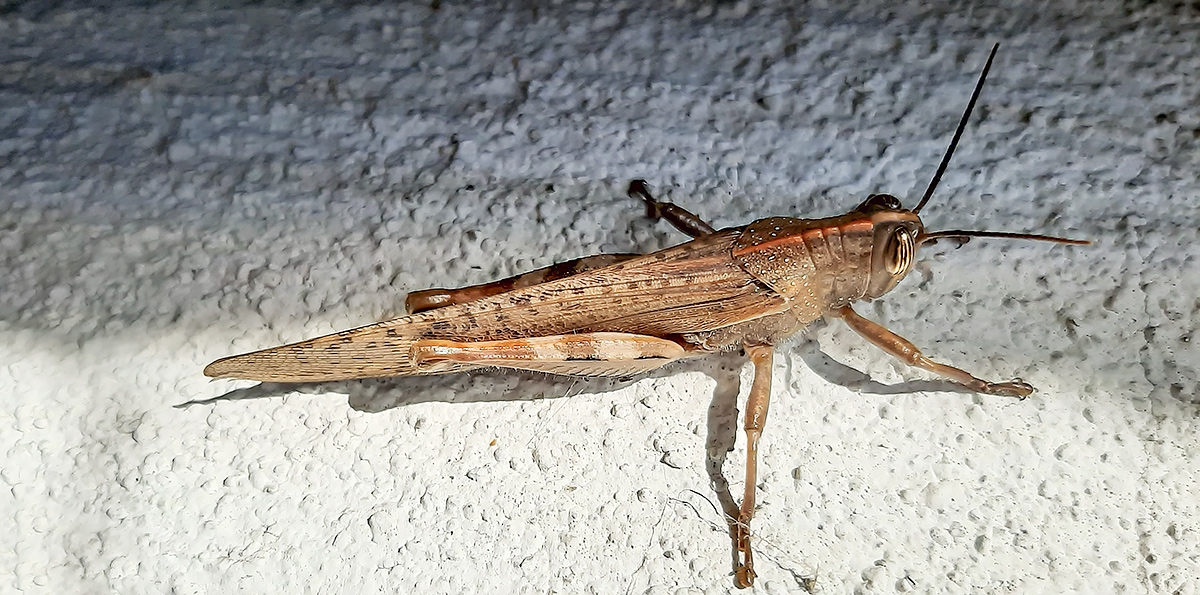 Grasshopper