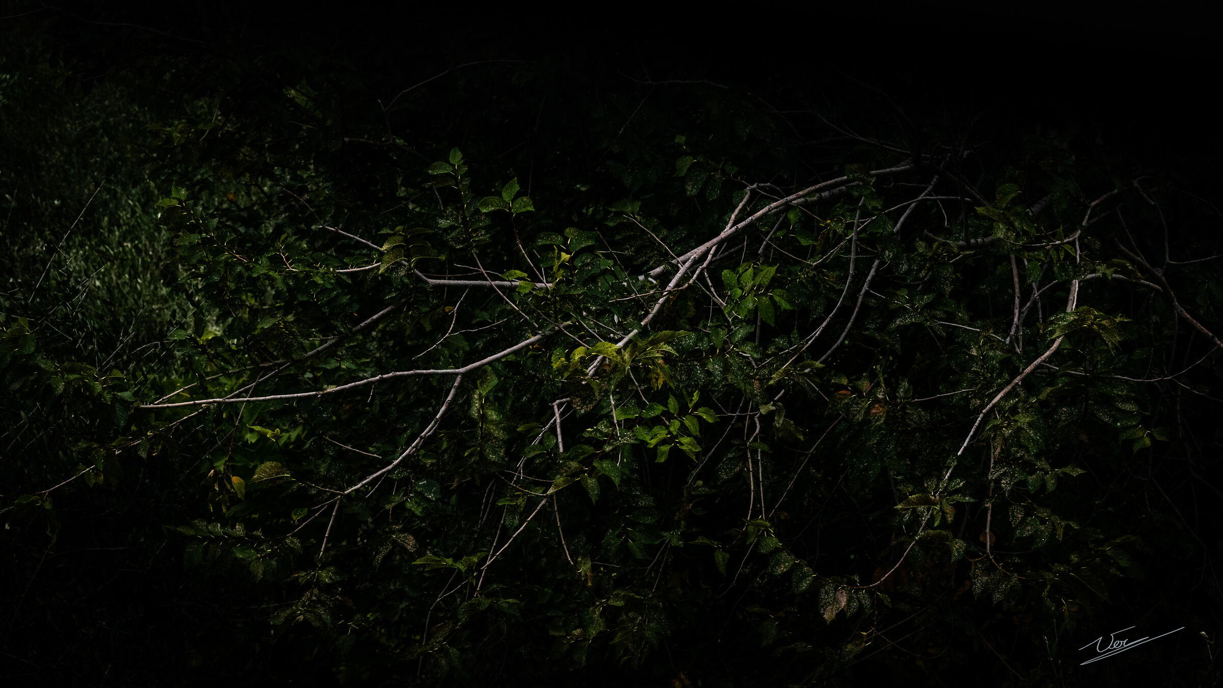 welcome to the jungle