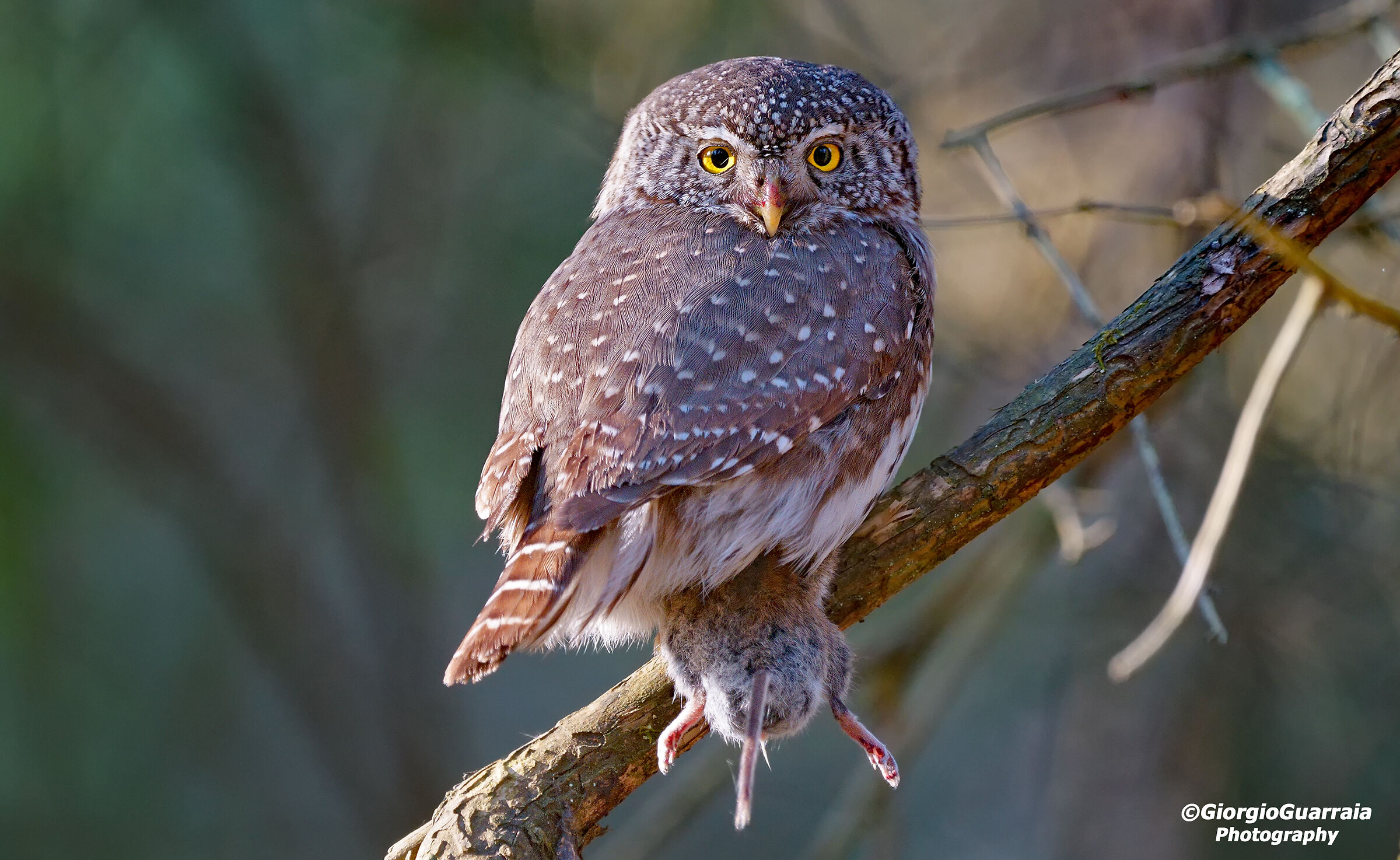 Civetta nana con preda