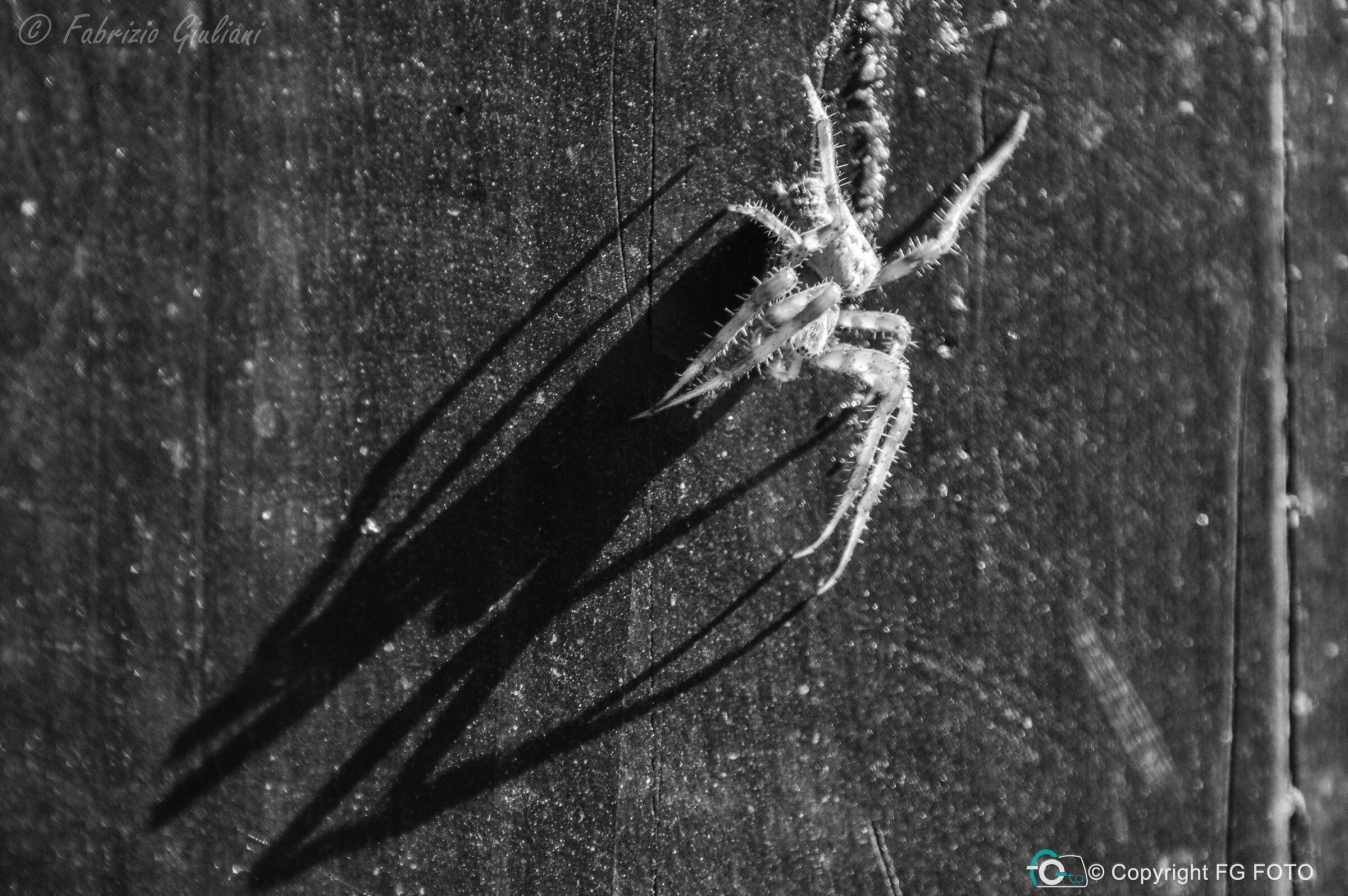 Even the little ones have a shadow