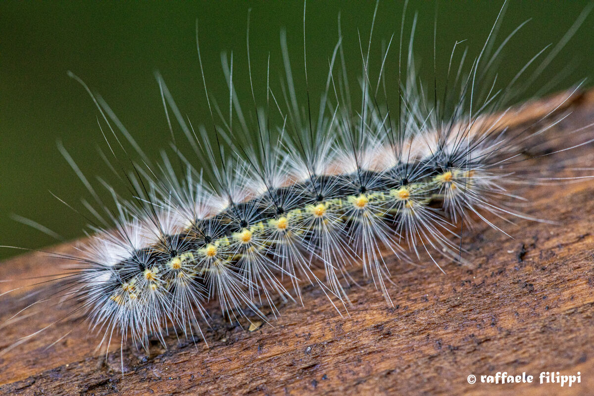 Hyphantria wedge caterpillar