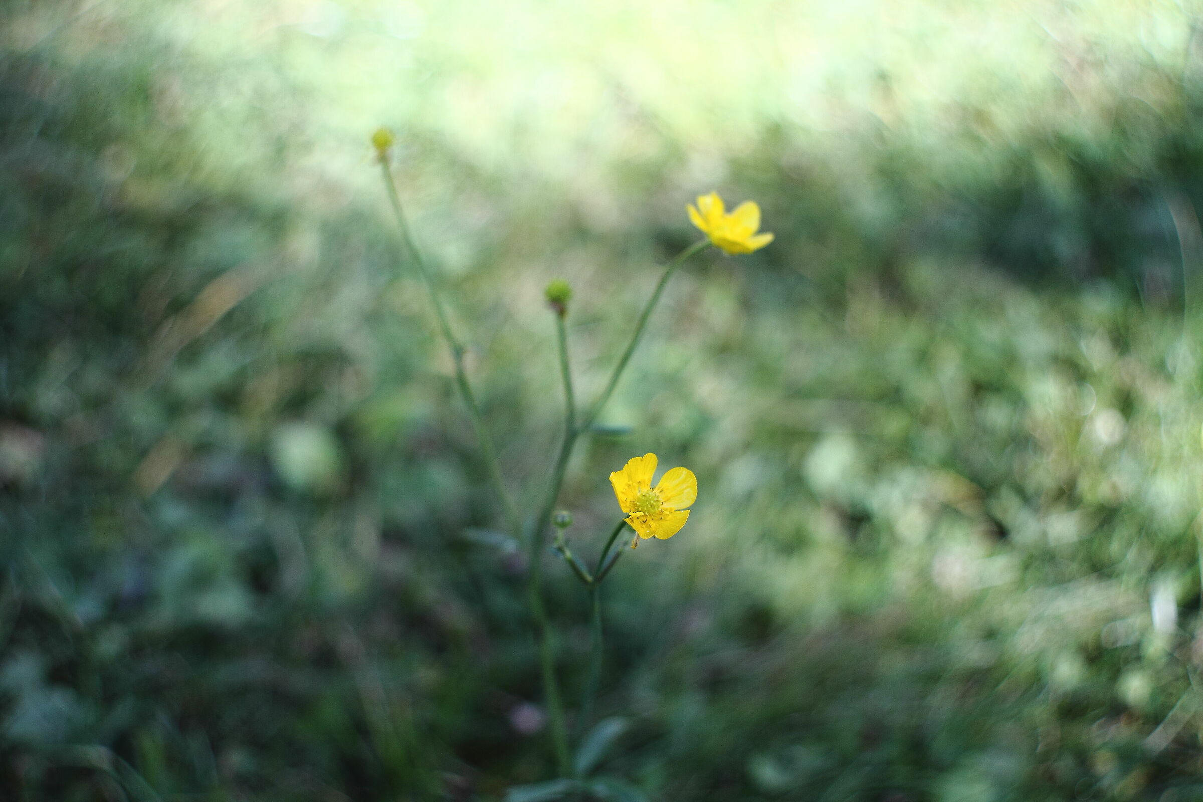 Ultime fioriture alpine