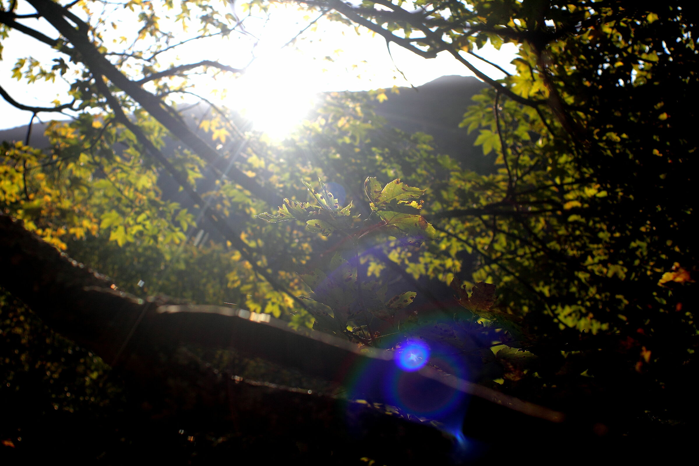 Foglie,flare e riflessi