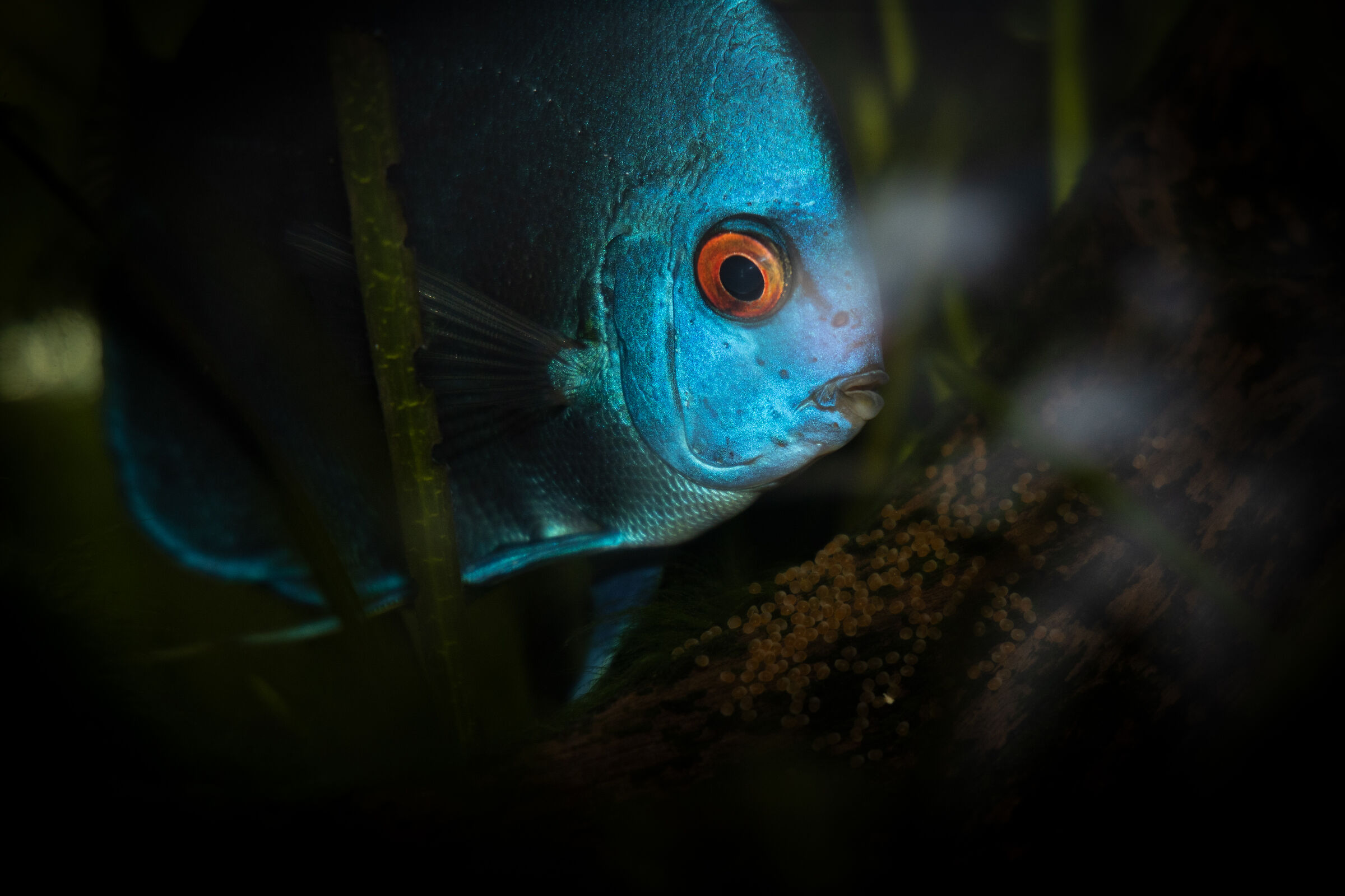 discus with eggs