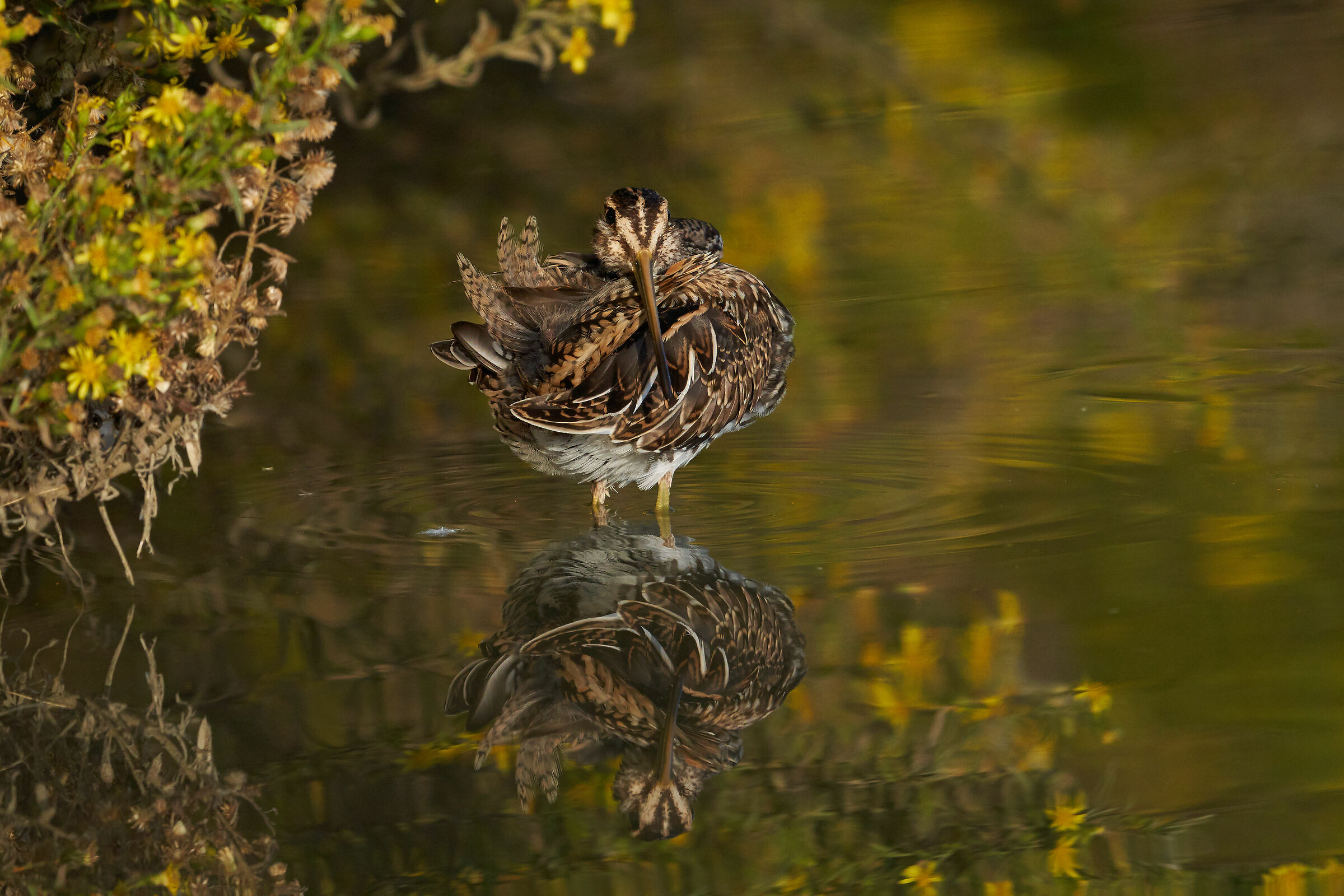 Beccaccino al tramonto