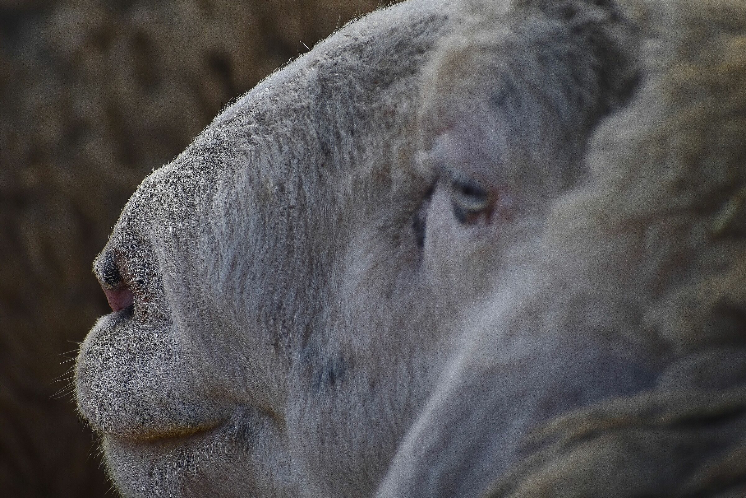 Ugly sheep