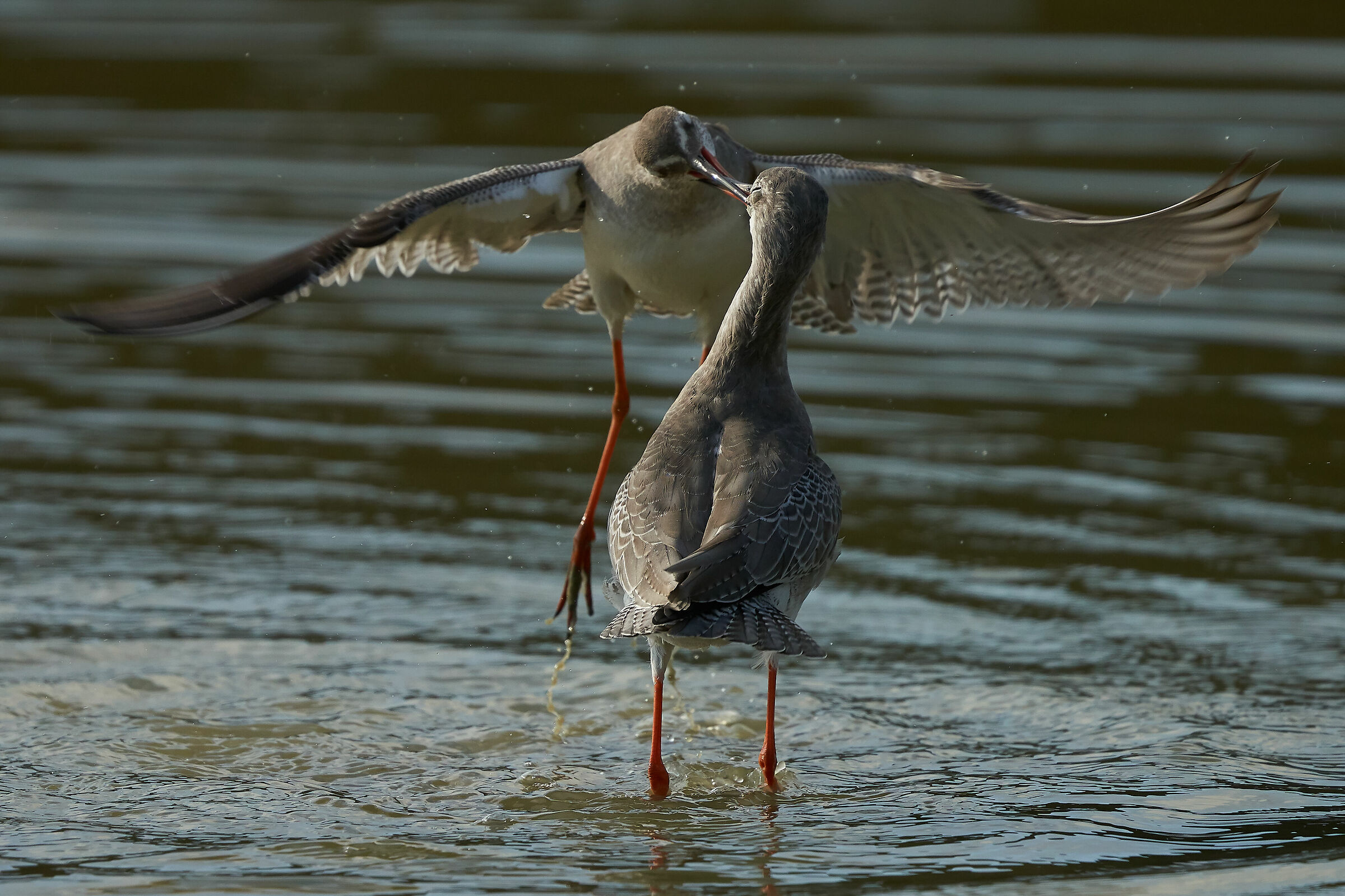 Prove di accoppiamento