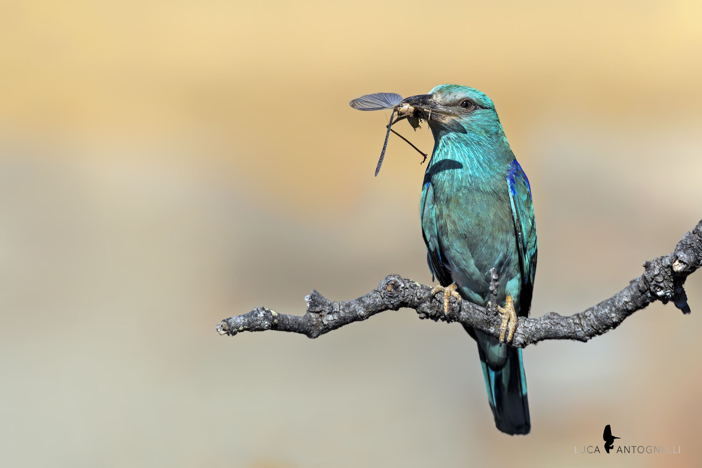 Marina jay with prey.