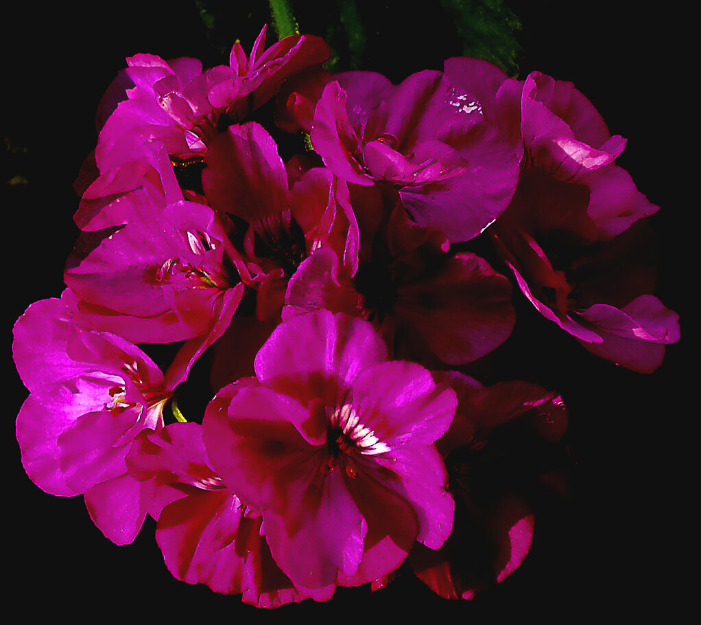 dichiarazione d'amore