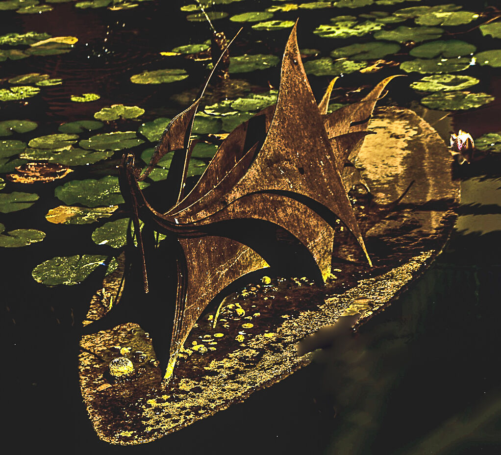 FOSCHIA ON THE TIPOFS OF VESUVIO