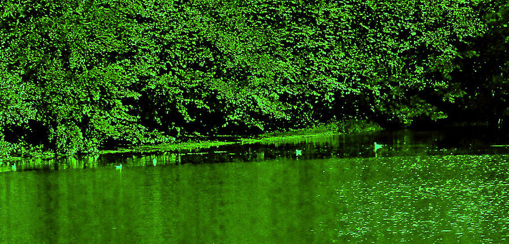 FOSCHIA ON THE TIPOFS OF VESUVIO