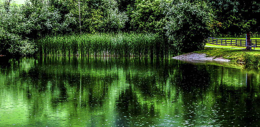 FOSCHIA ON THE TIPOFS OF VESUVIO