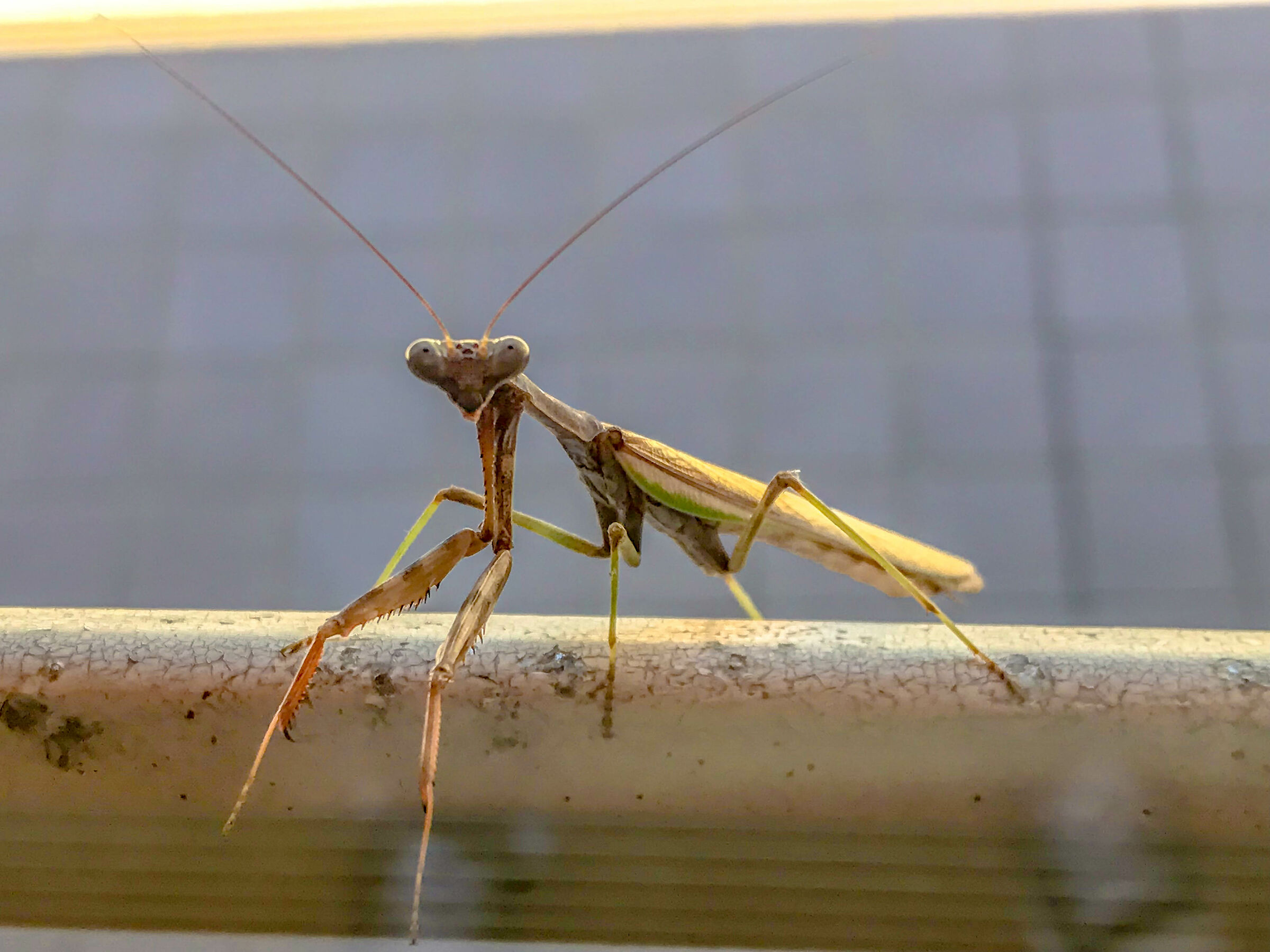 Pregare Mantide Guardando