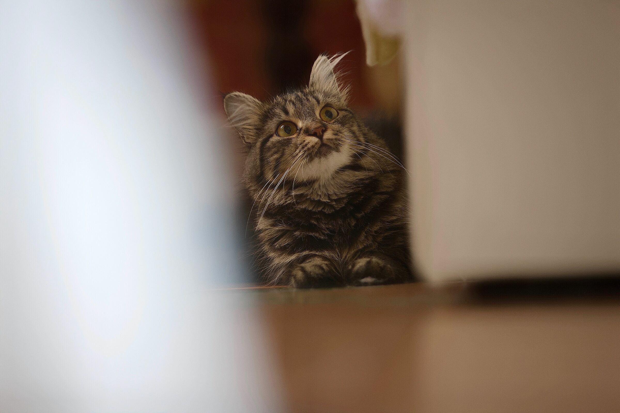 Cattus 3