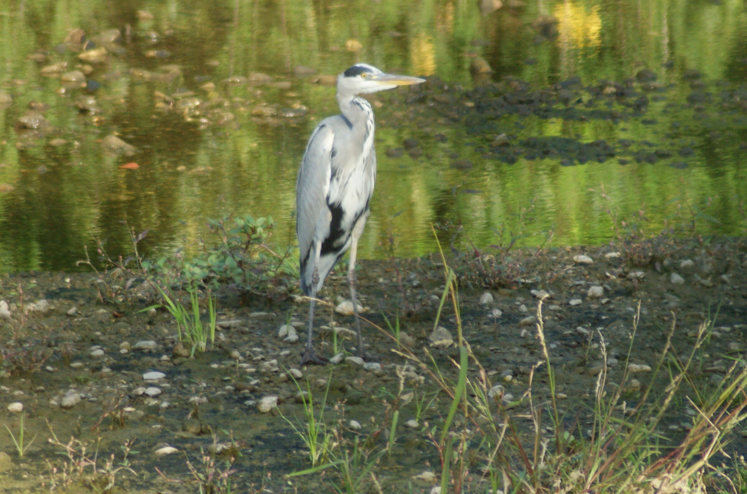 Heron