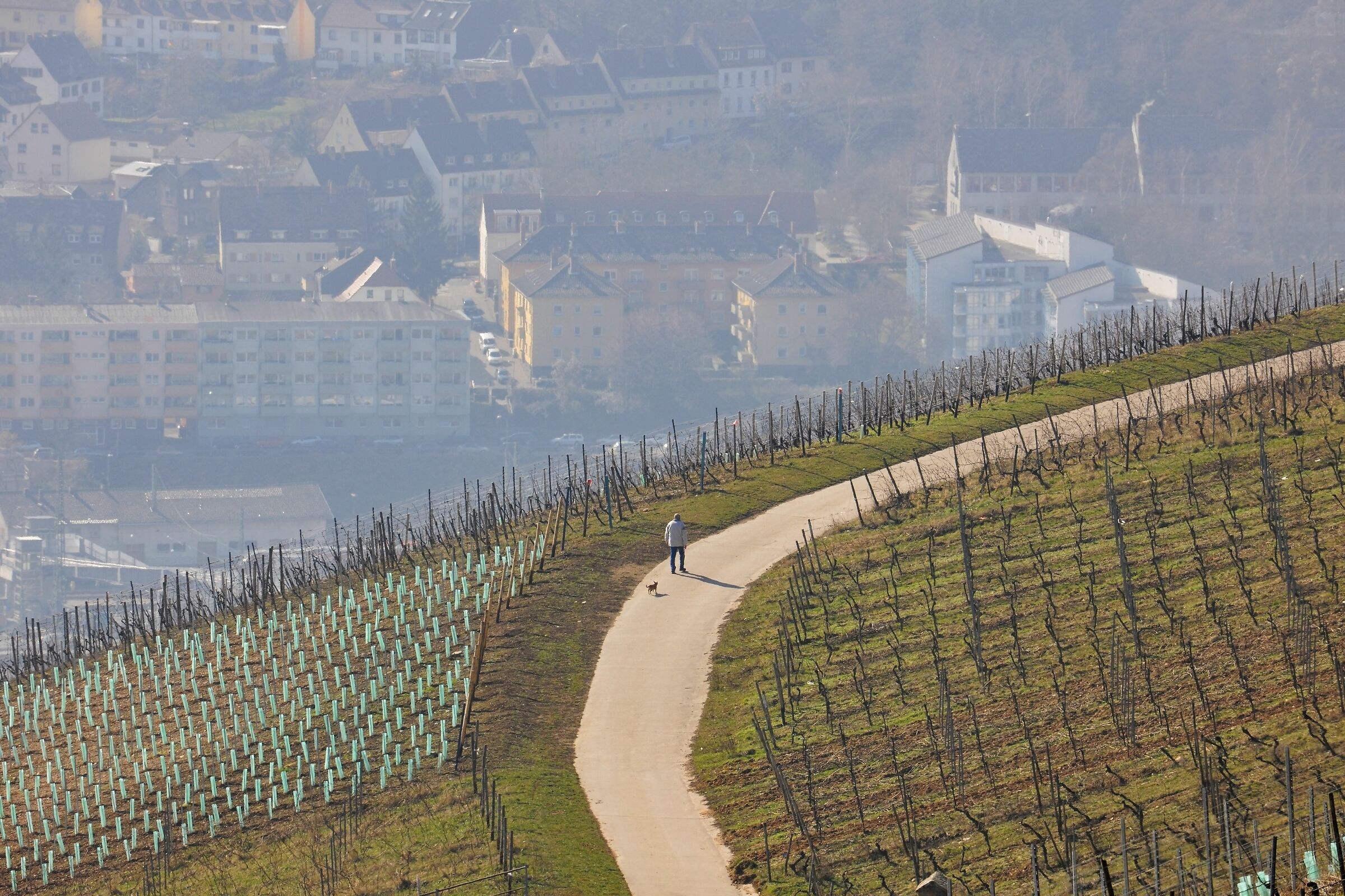 Walking the Dog; Rhine Valley, Rüdesheim, Germany