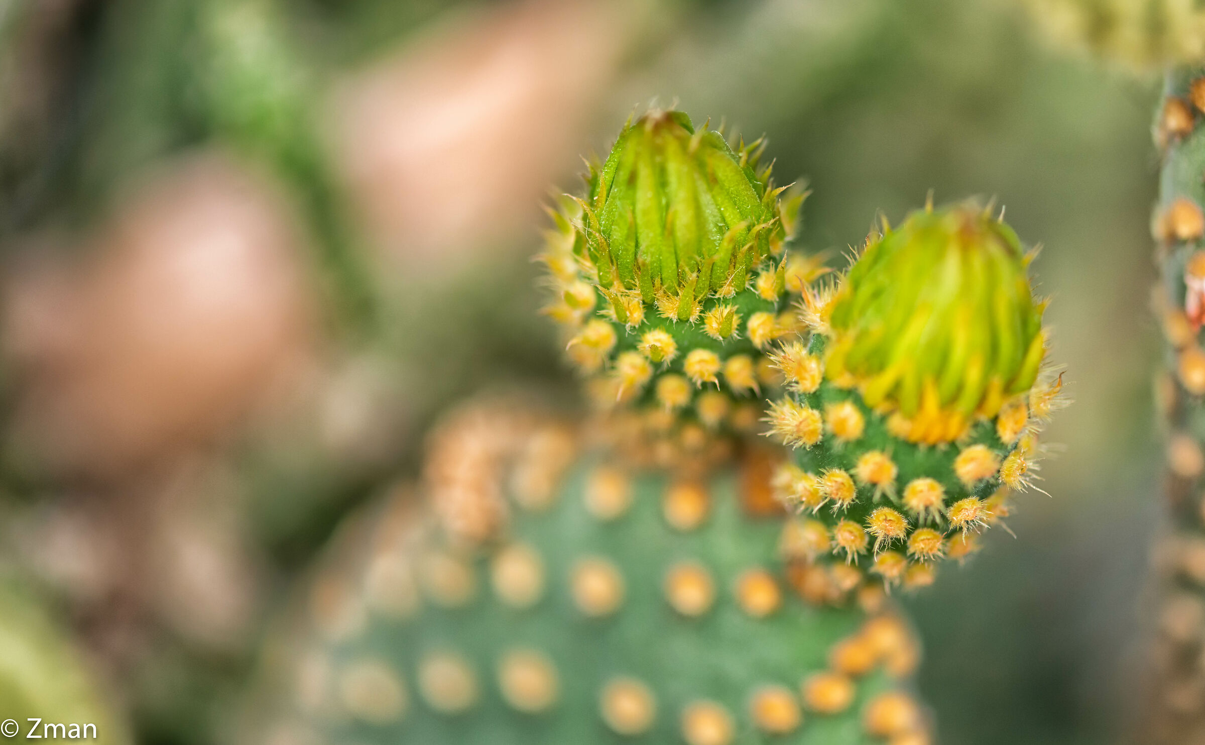 Cactus
