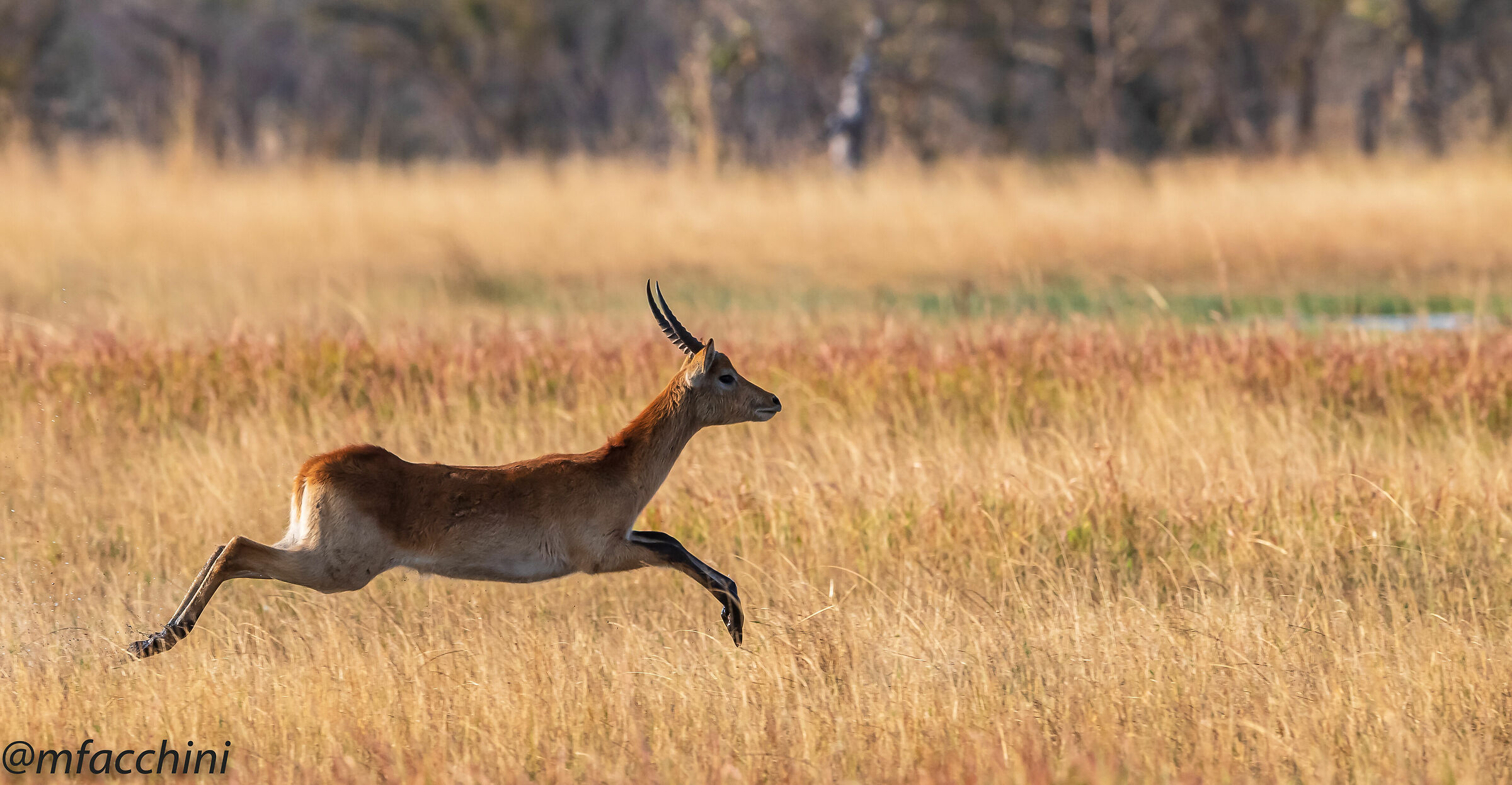 Lechwe/Kobus leche..... I run into the bush