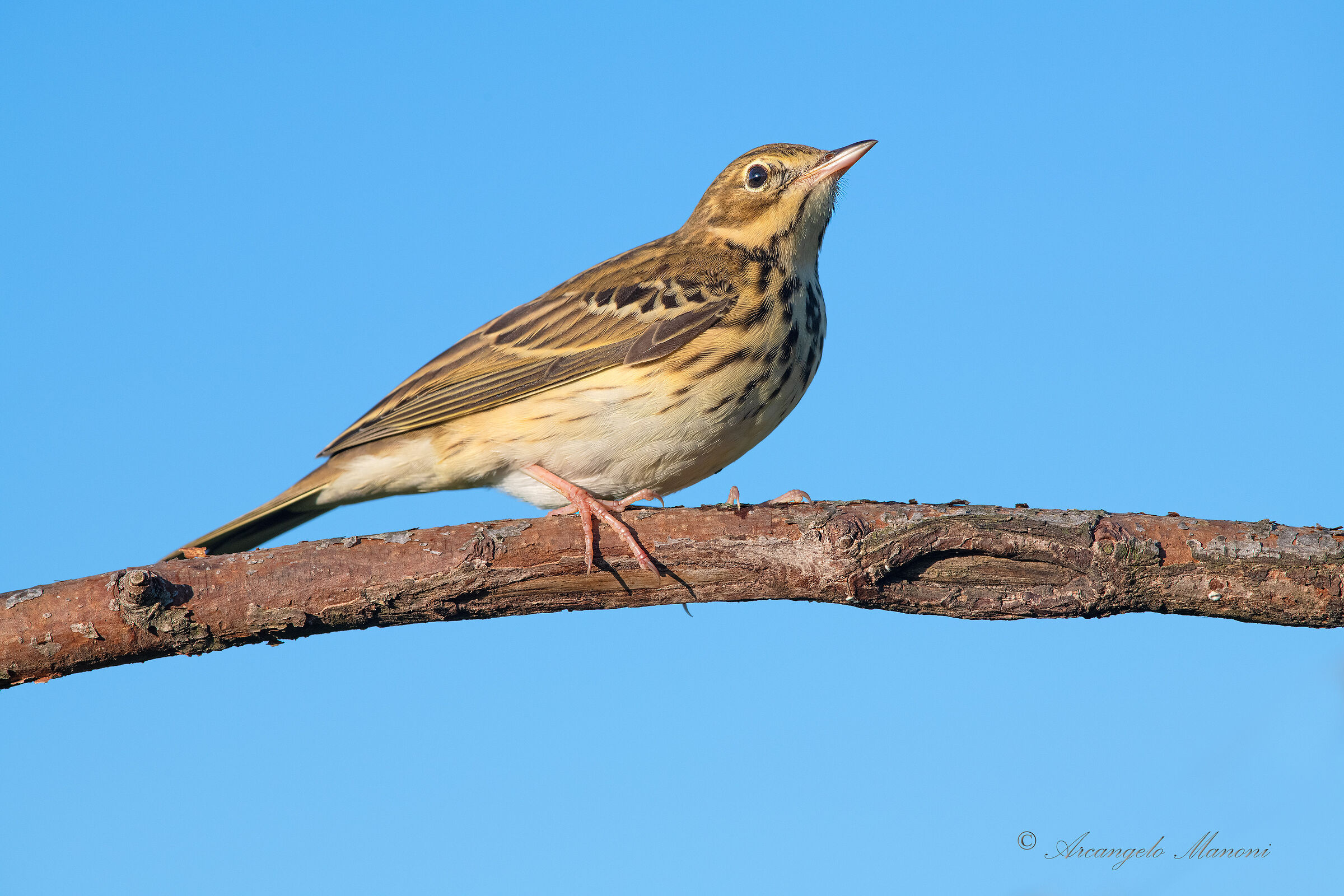 Prispolone: that small, big migratory