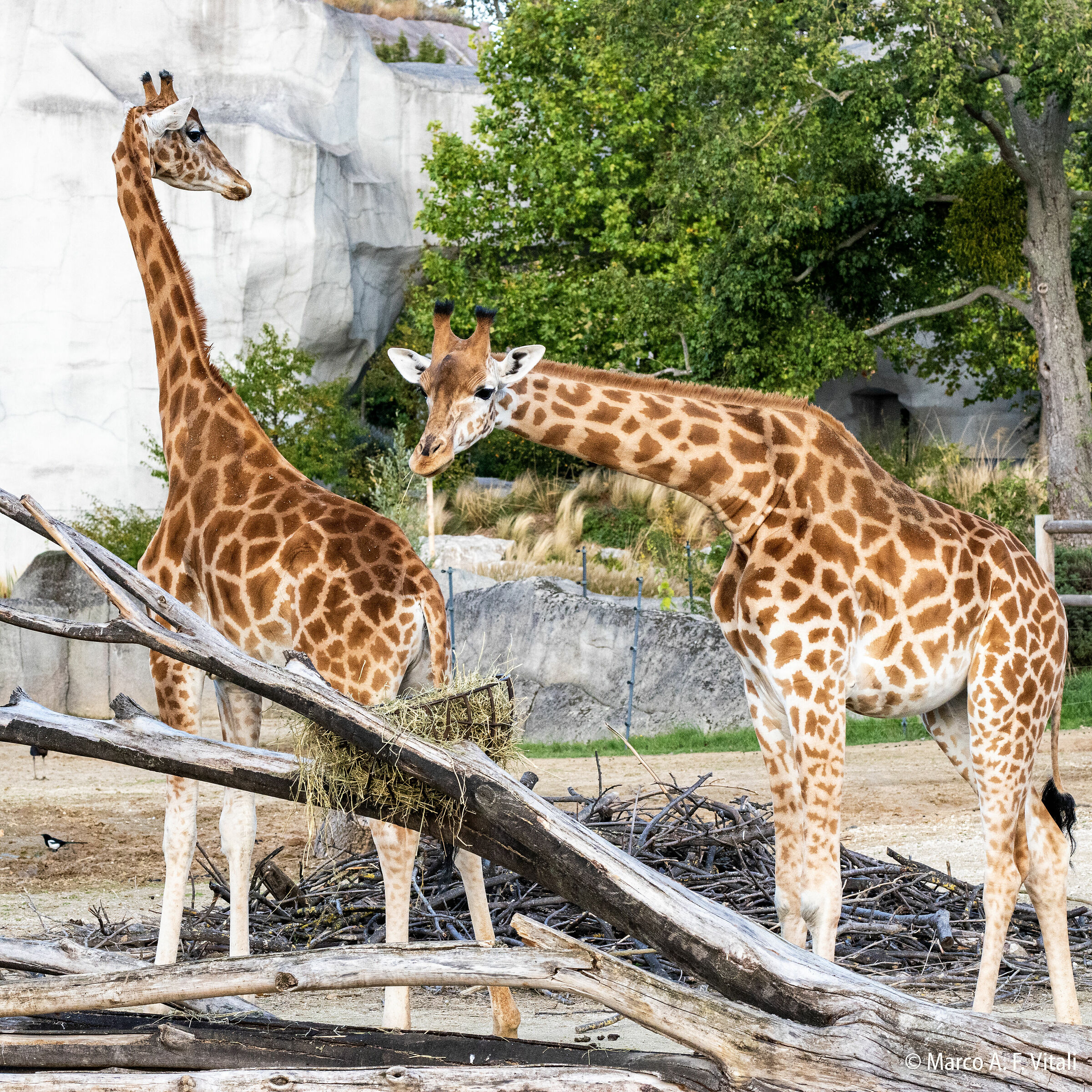Giraffes