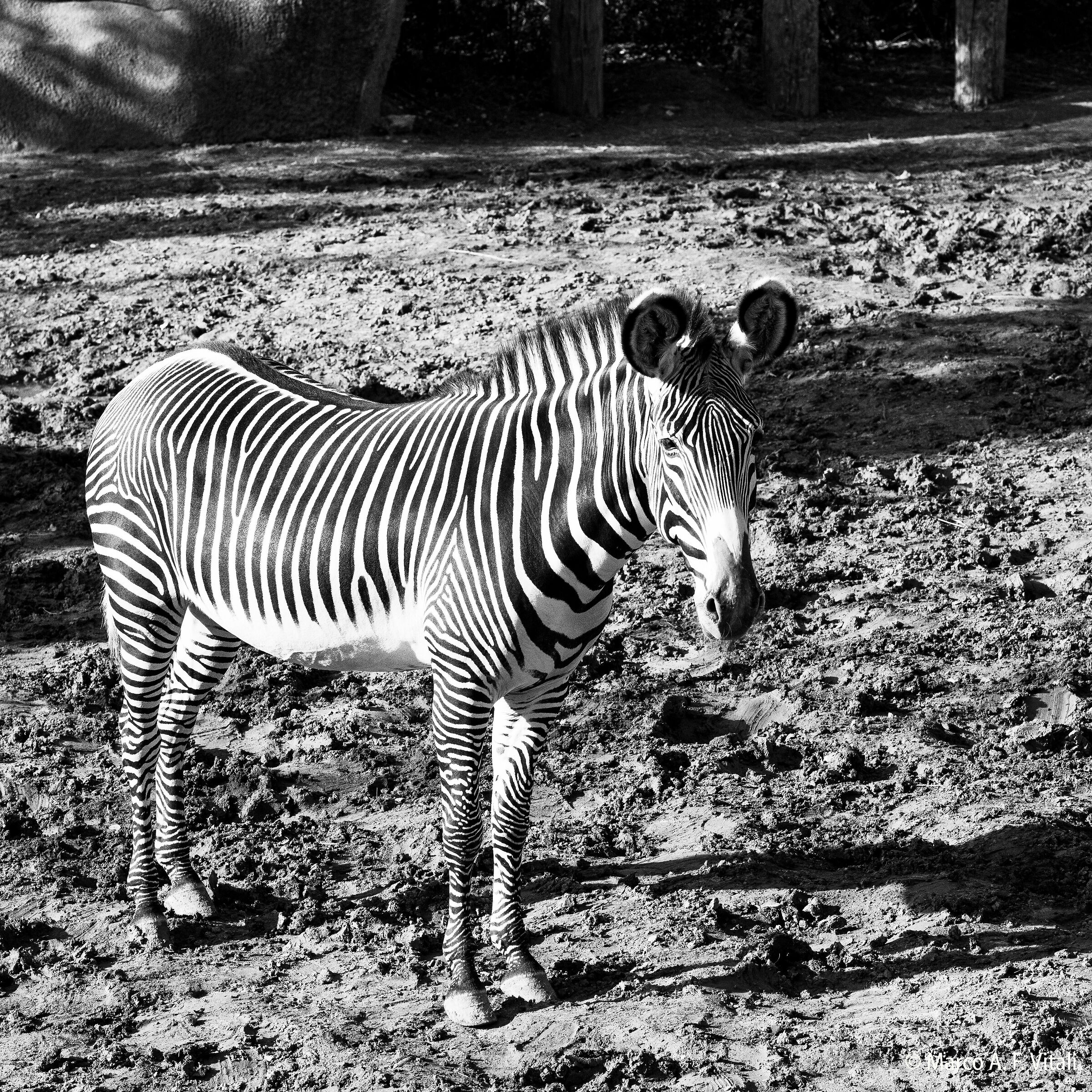 Zebra