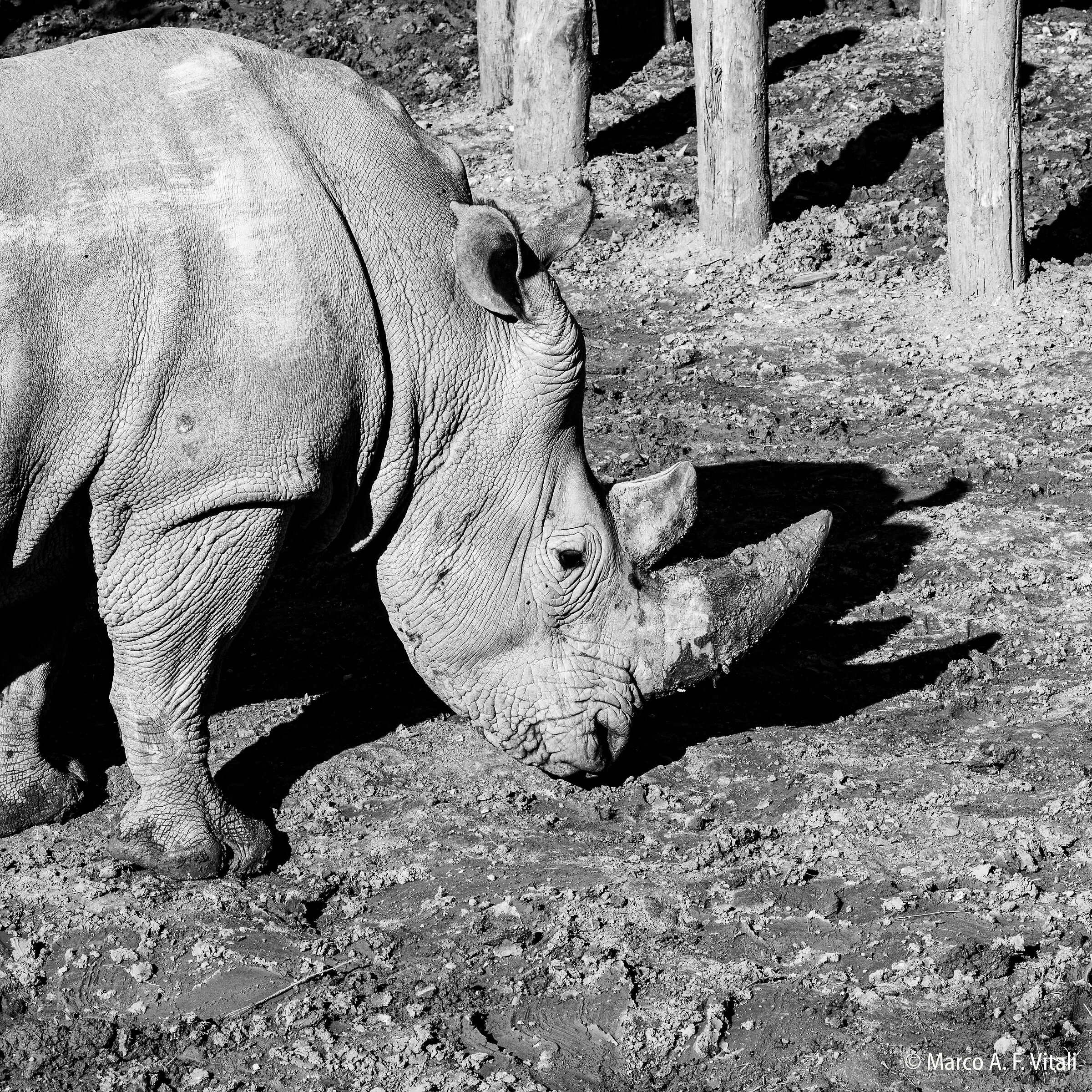 White rhinoceros