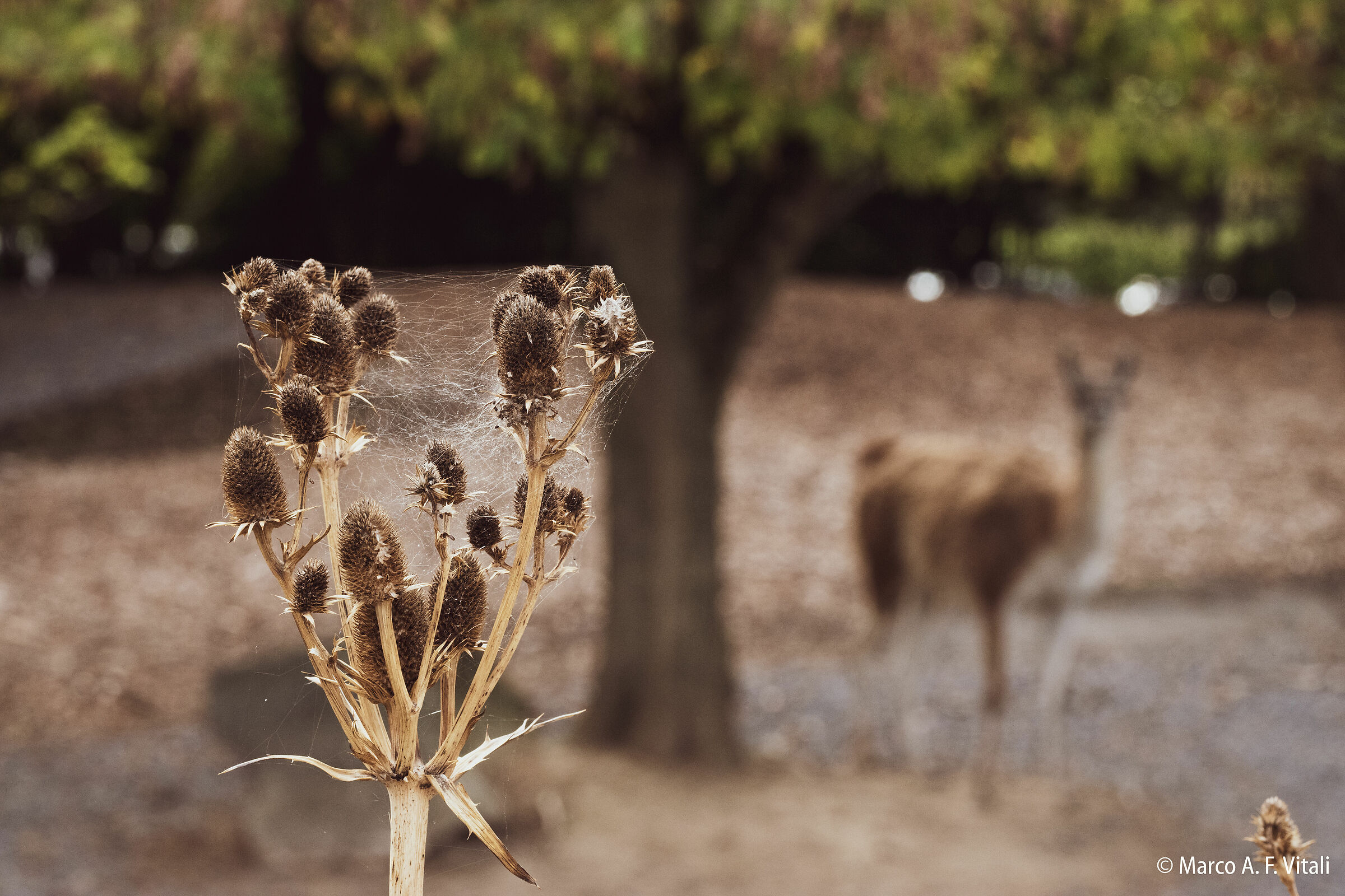 Dried flowers with cobweb