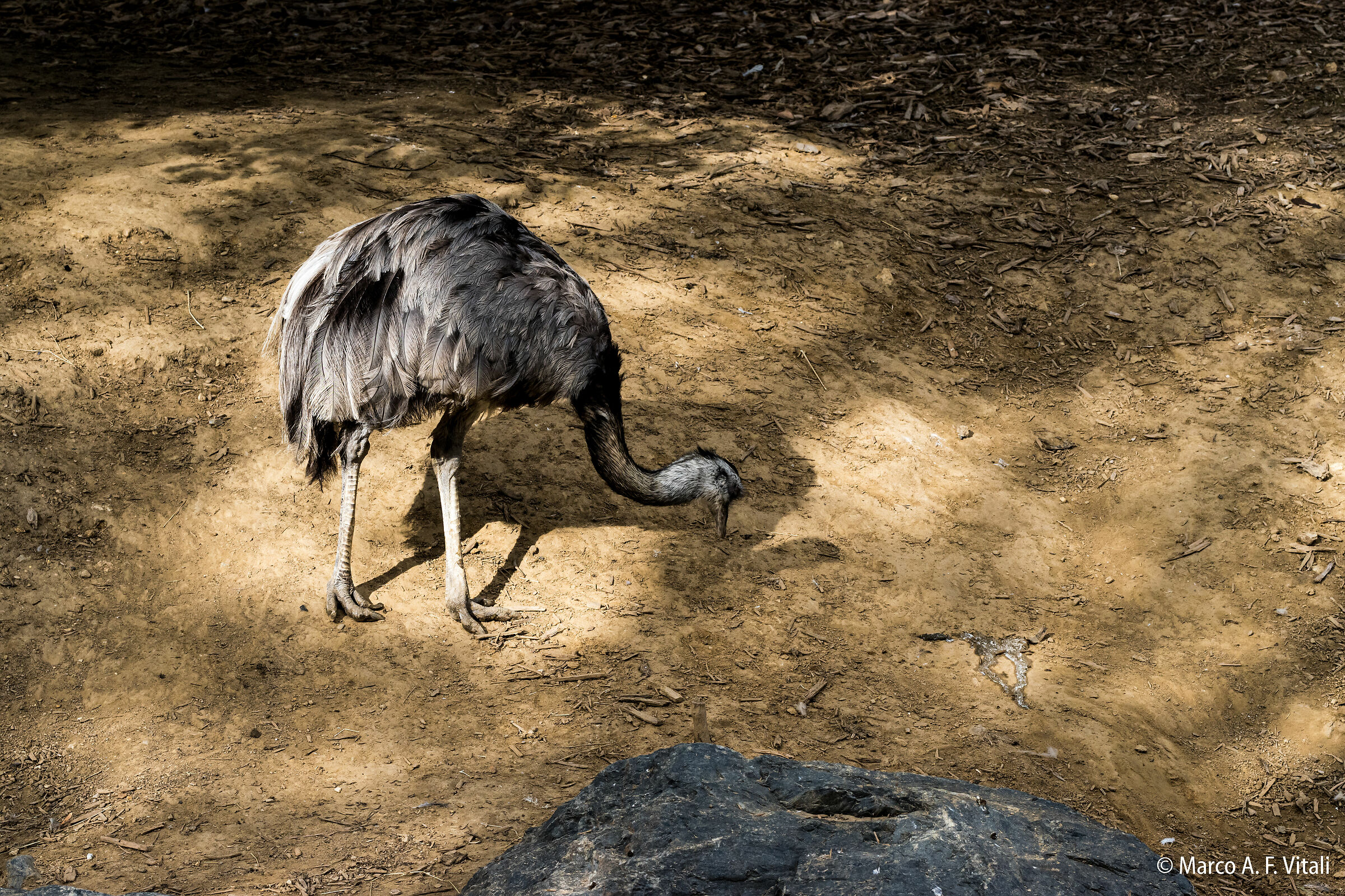Ostrich