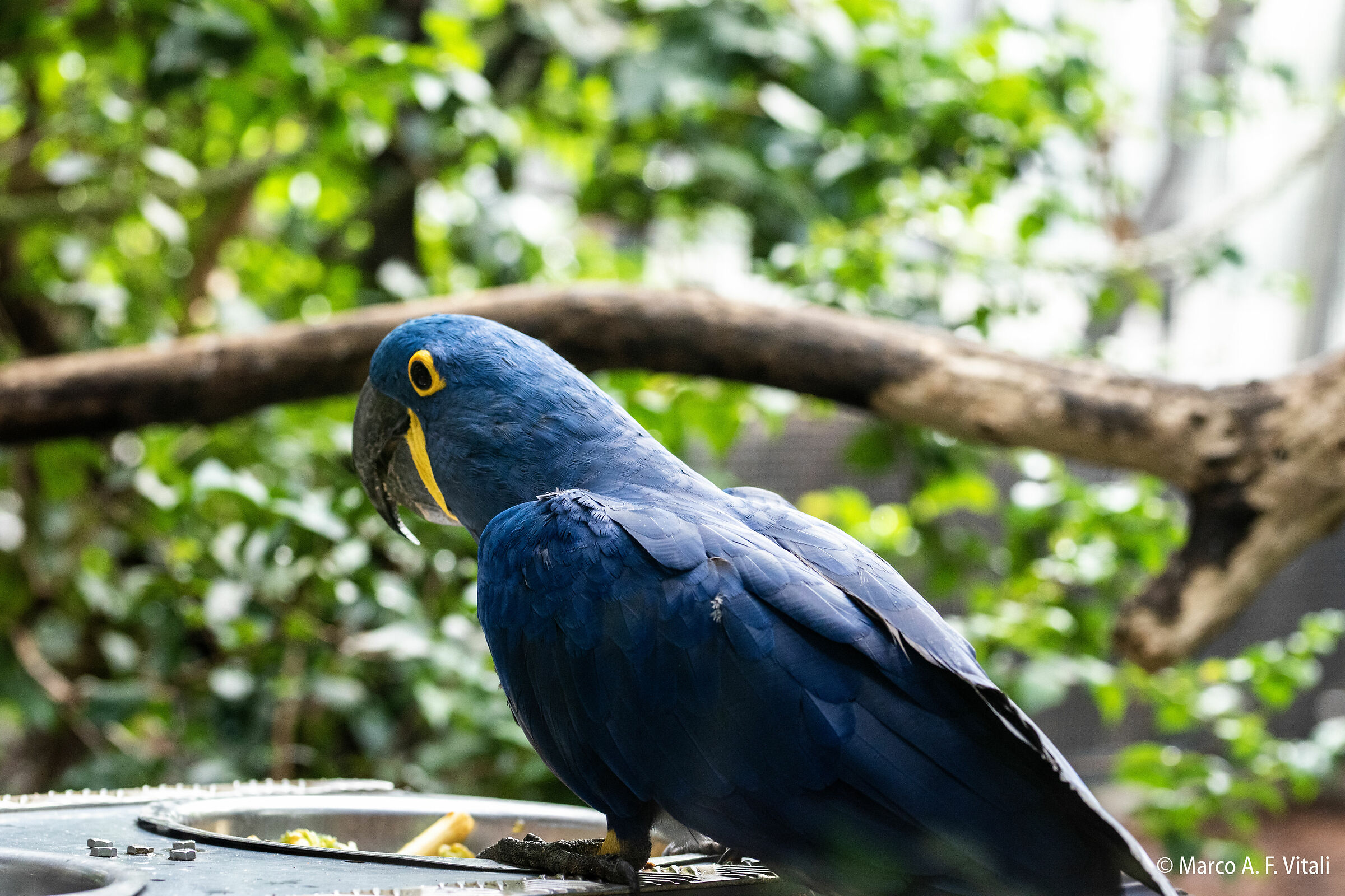 Blue Parrot