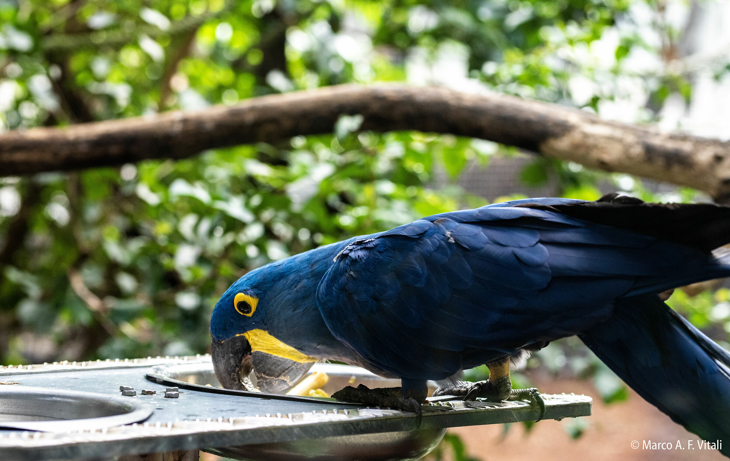 Blue Parrot, 2