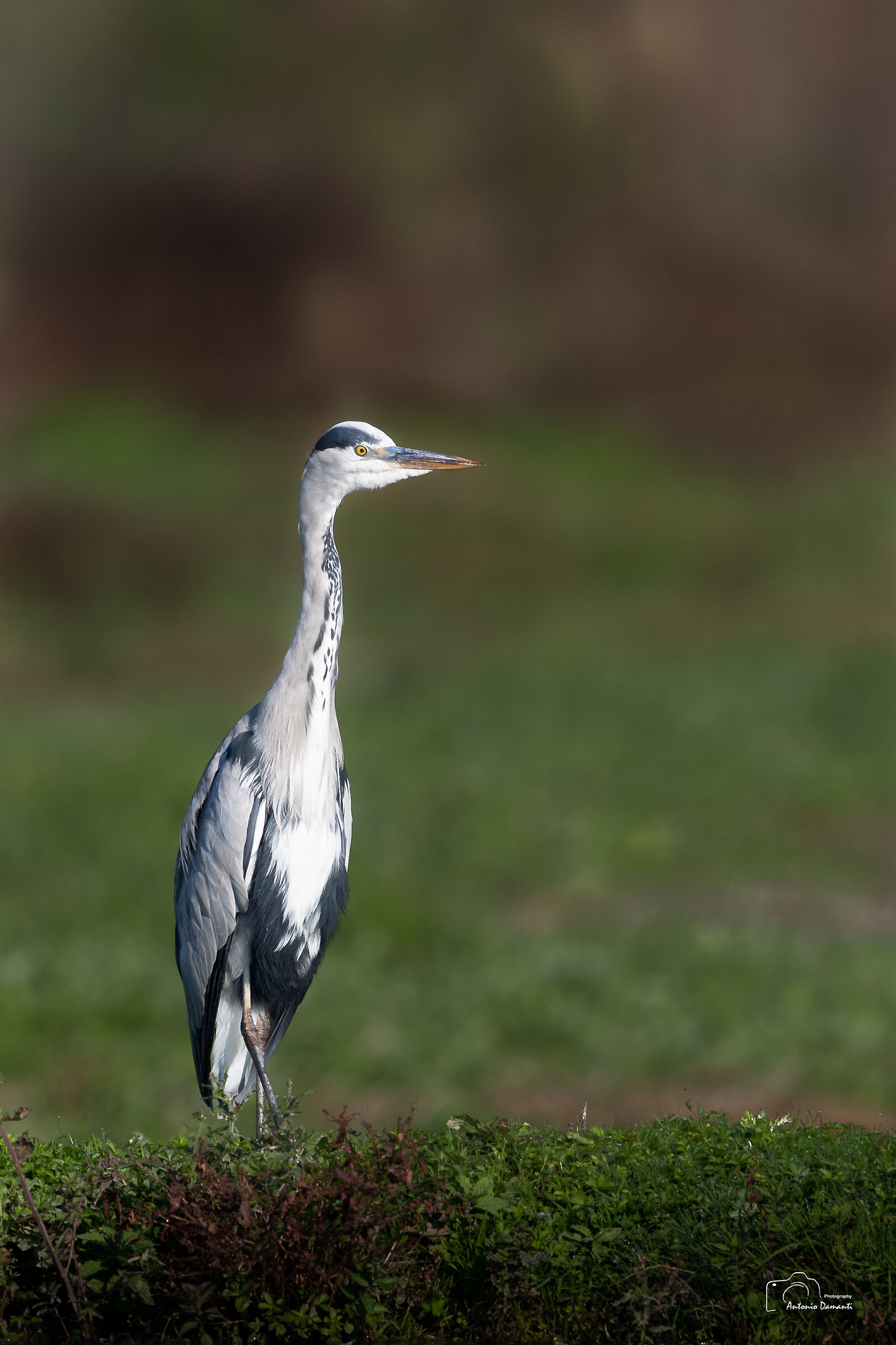 Airone cenerino dopo la dieta mediterranea